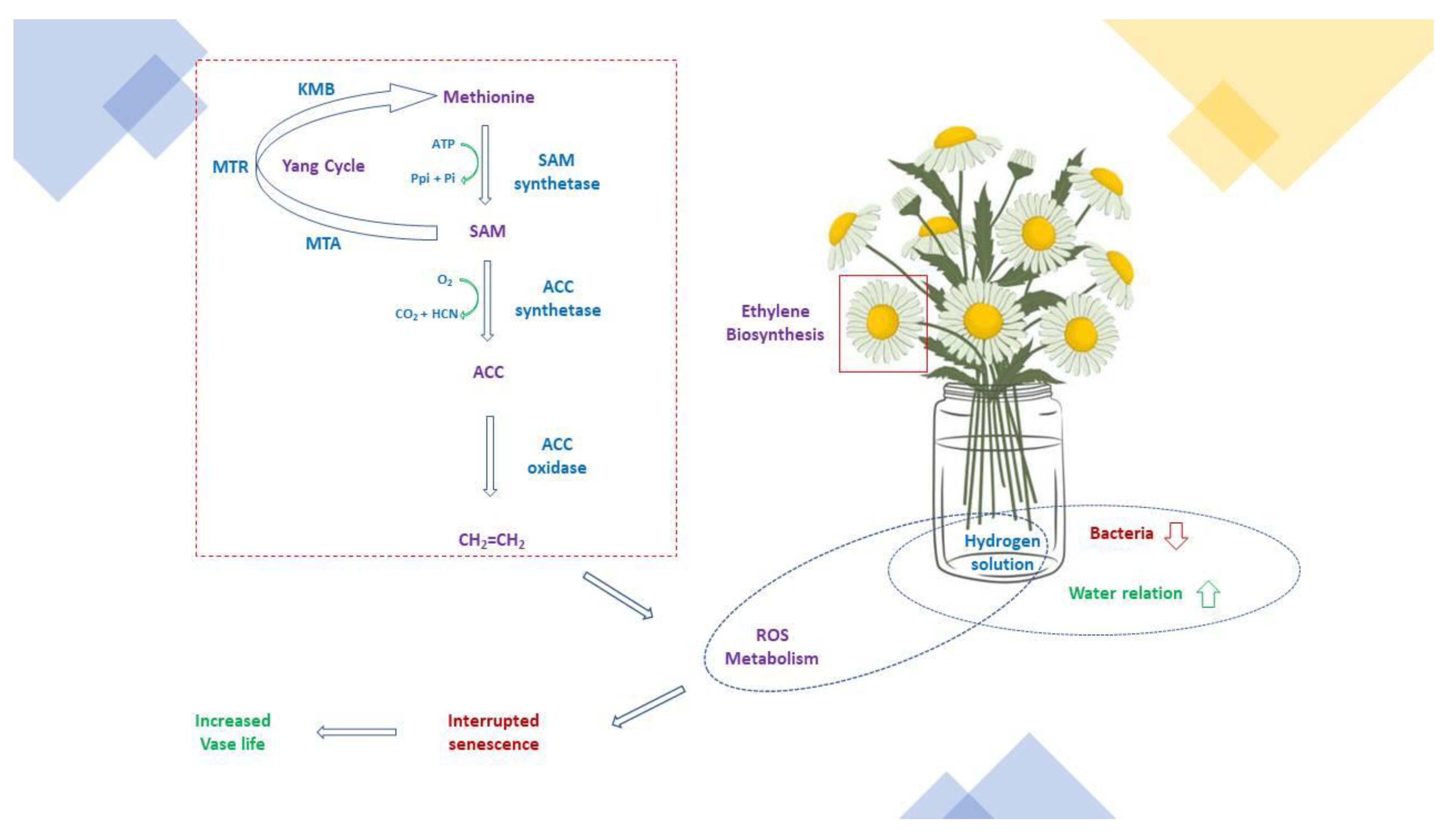 Plants 11 01277 g001