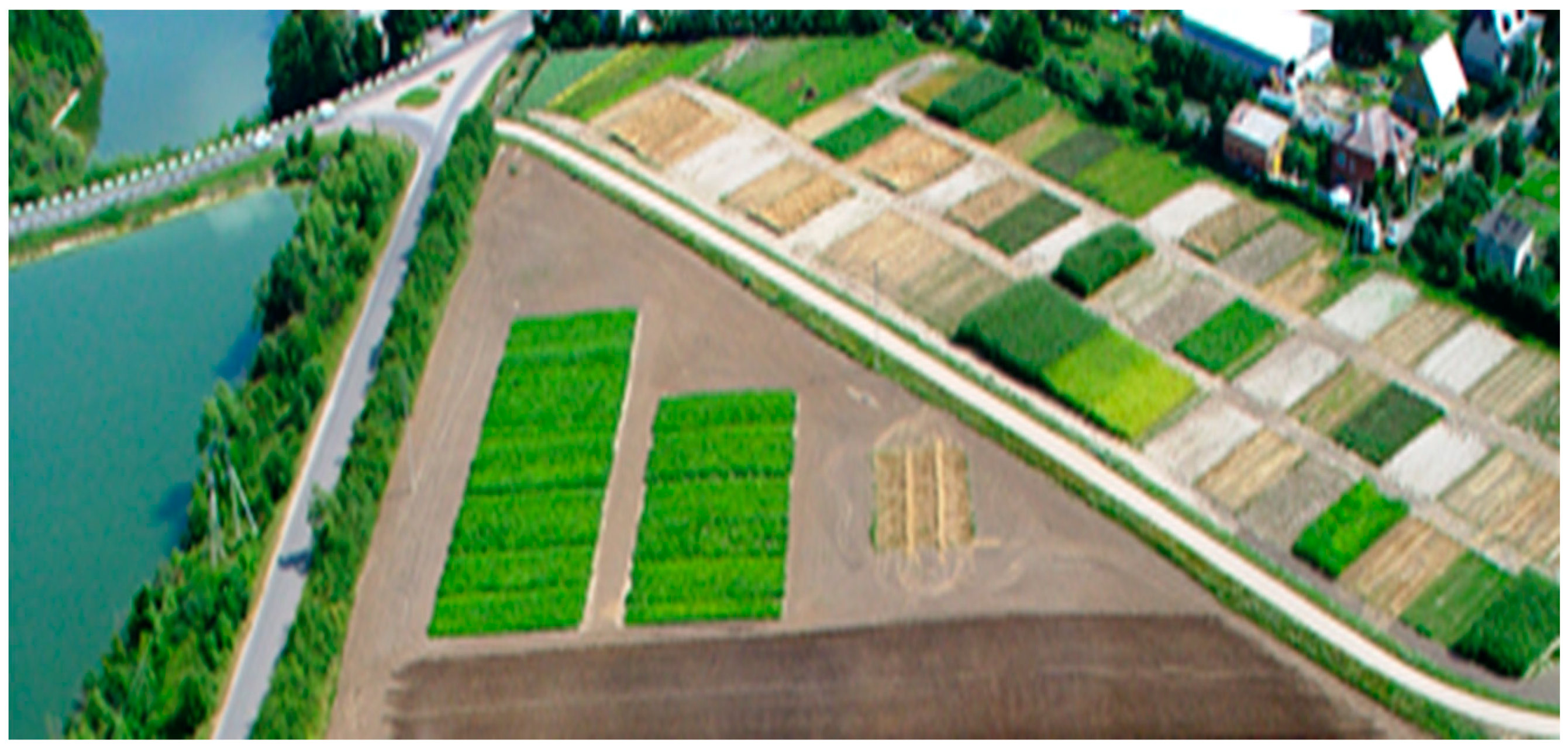 Plants 11 01279 g006