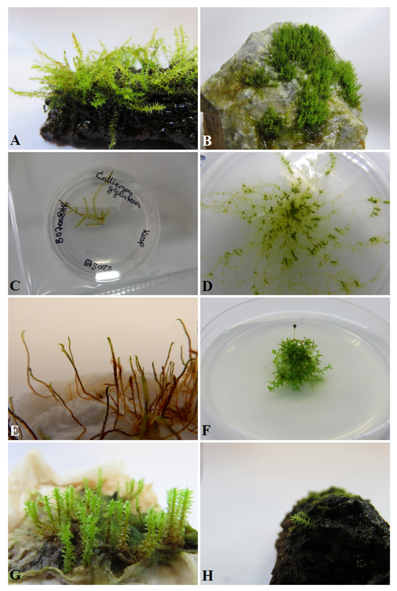 Plants | Free Full-Text | The Conservation Physiology of Bryophytes