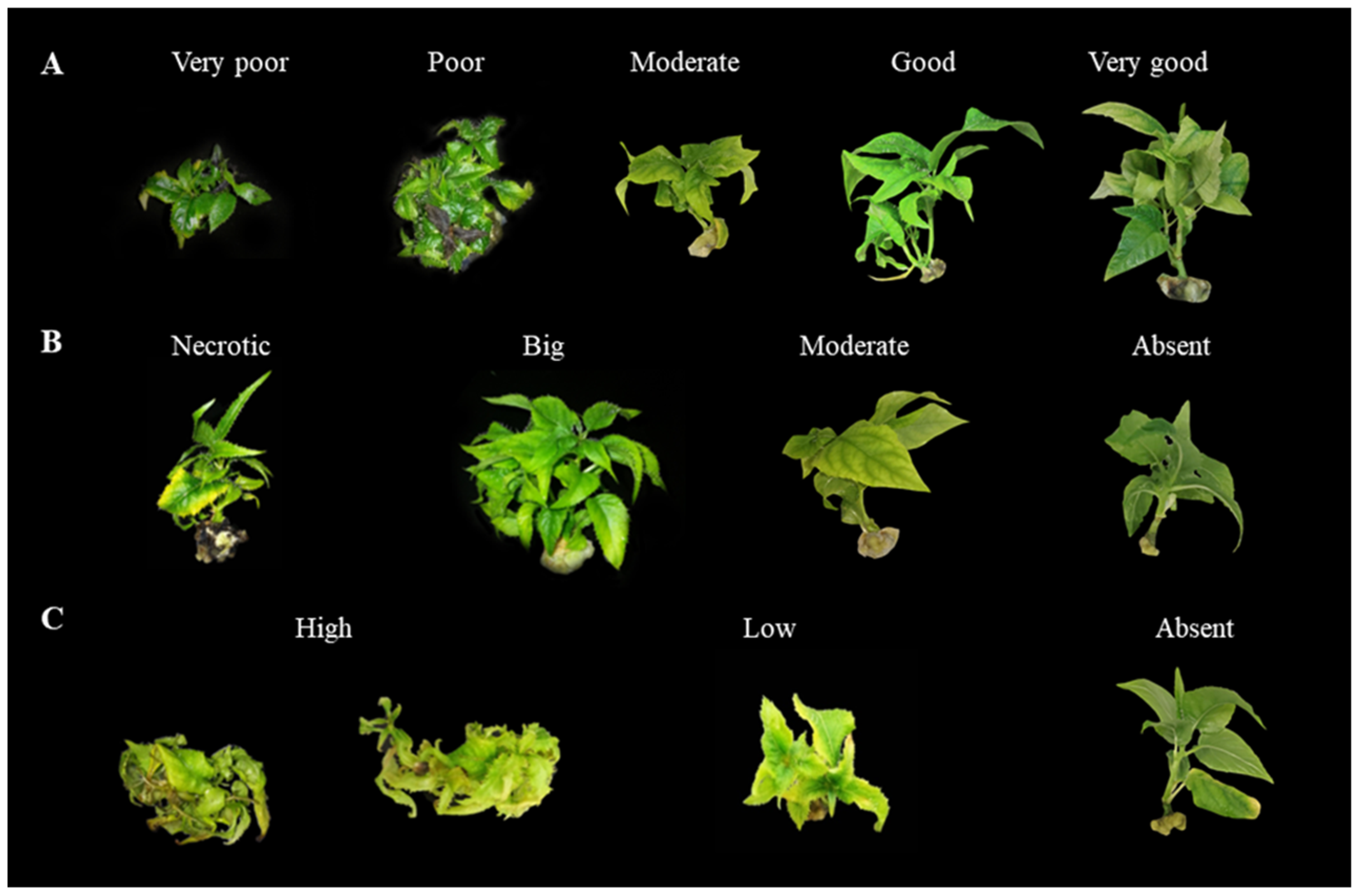 Plants 11 01284 g002