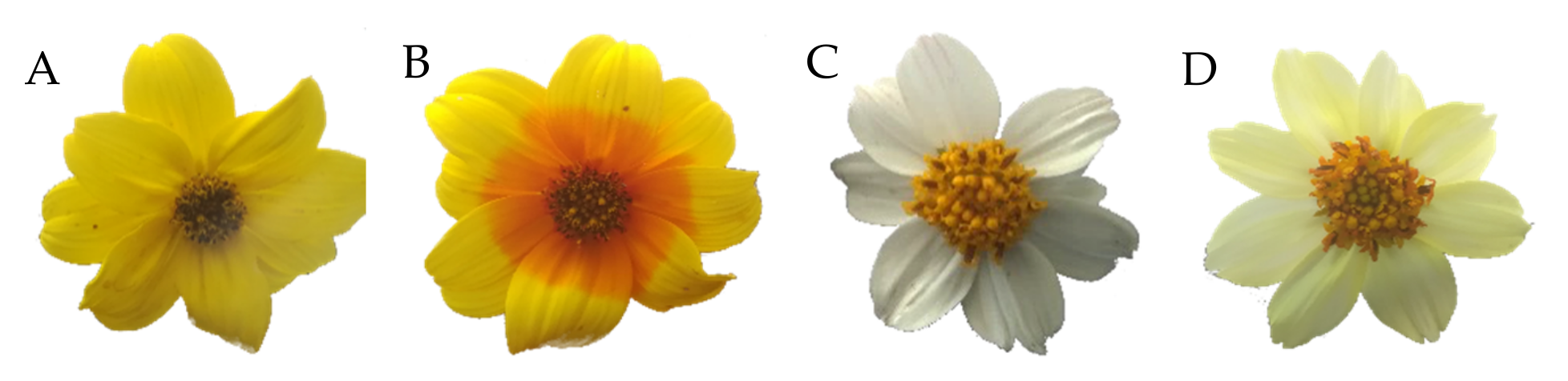 Plants 11 01289 g001