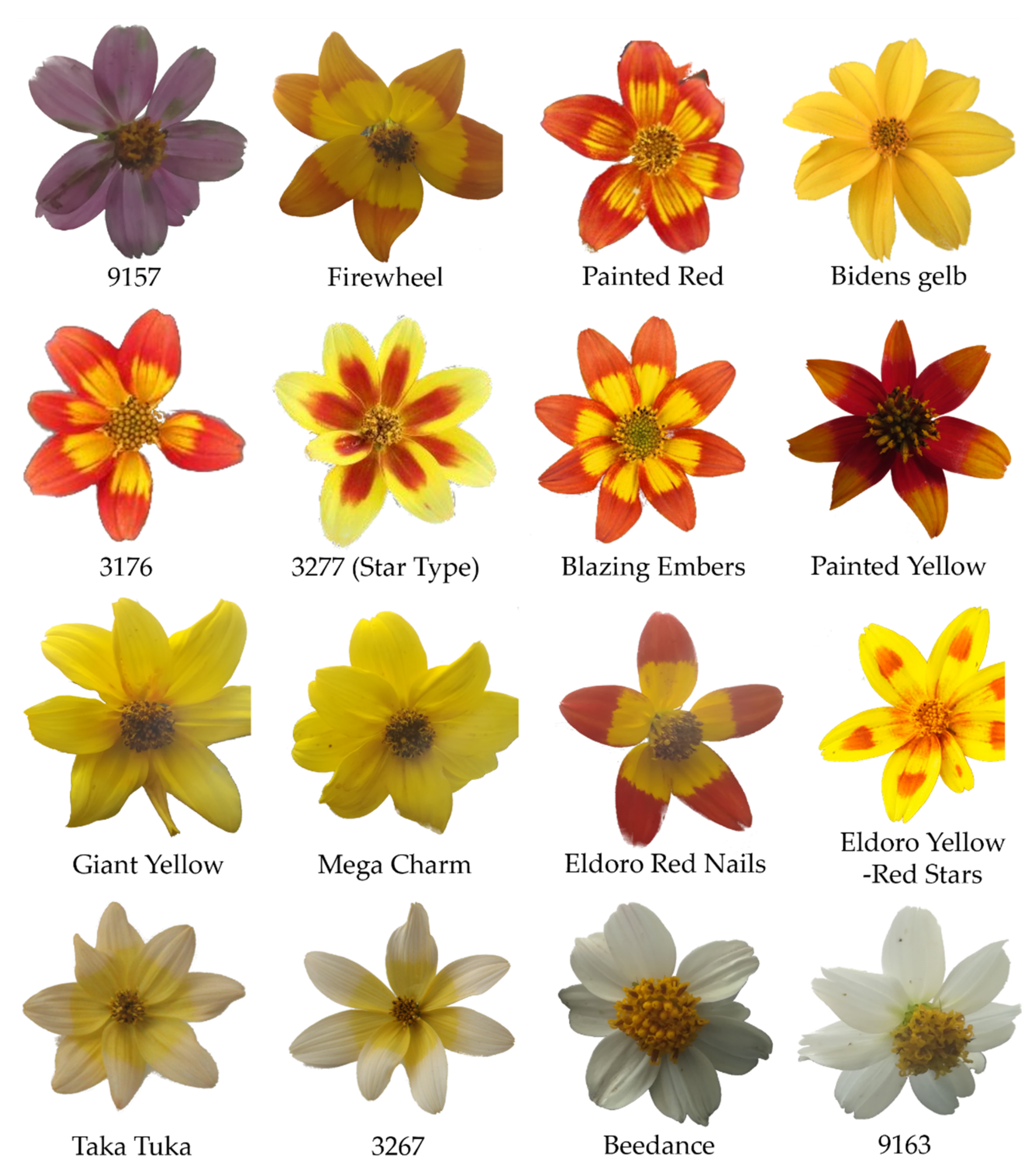 udsultet butiksindehaveren Betaling Plants | Free Full-Text | The (Bio)chemical Base of Flower Colour in Bidens  ferulifolia