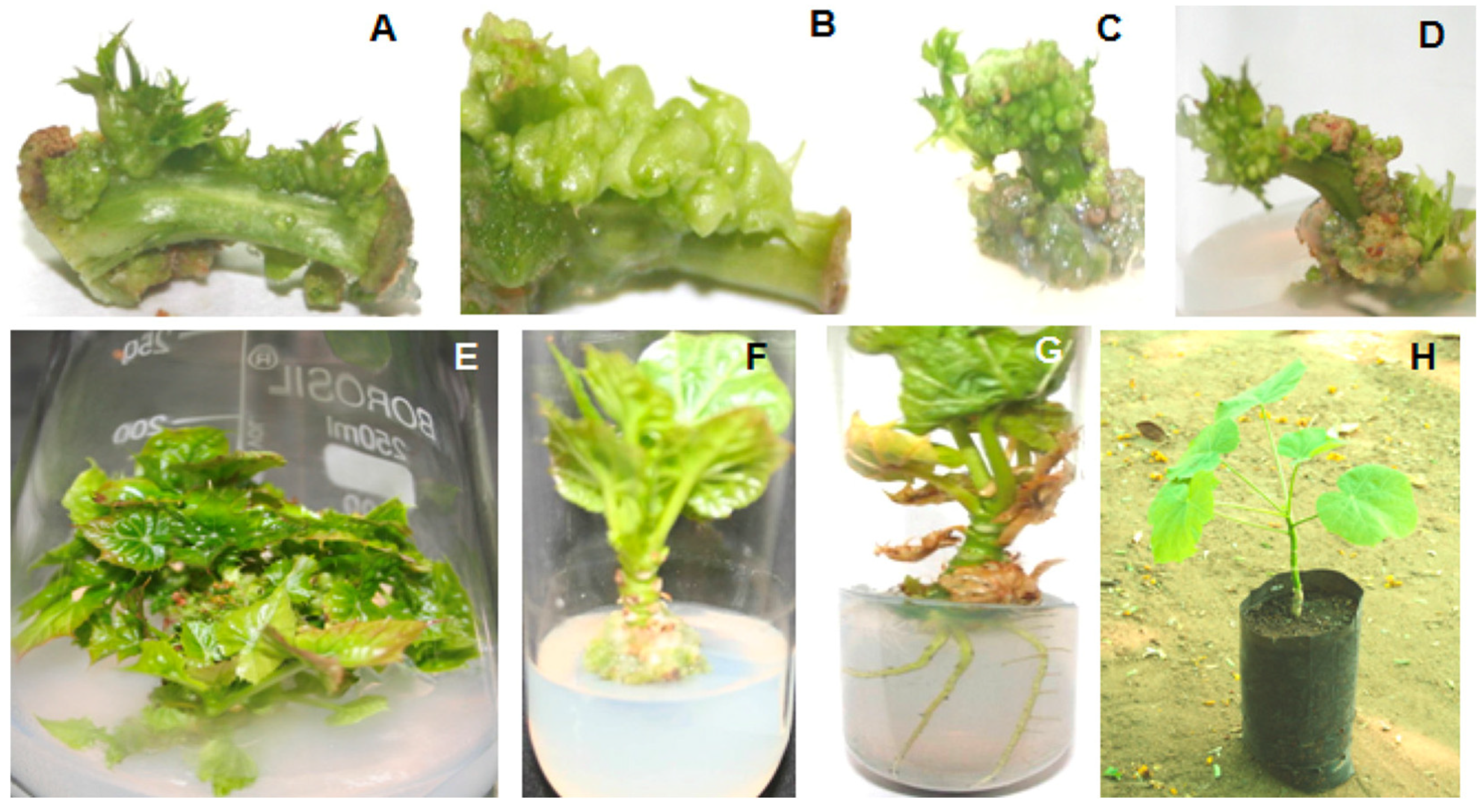 Plants 11 01292 g001 Plants 11 01292 g001