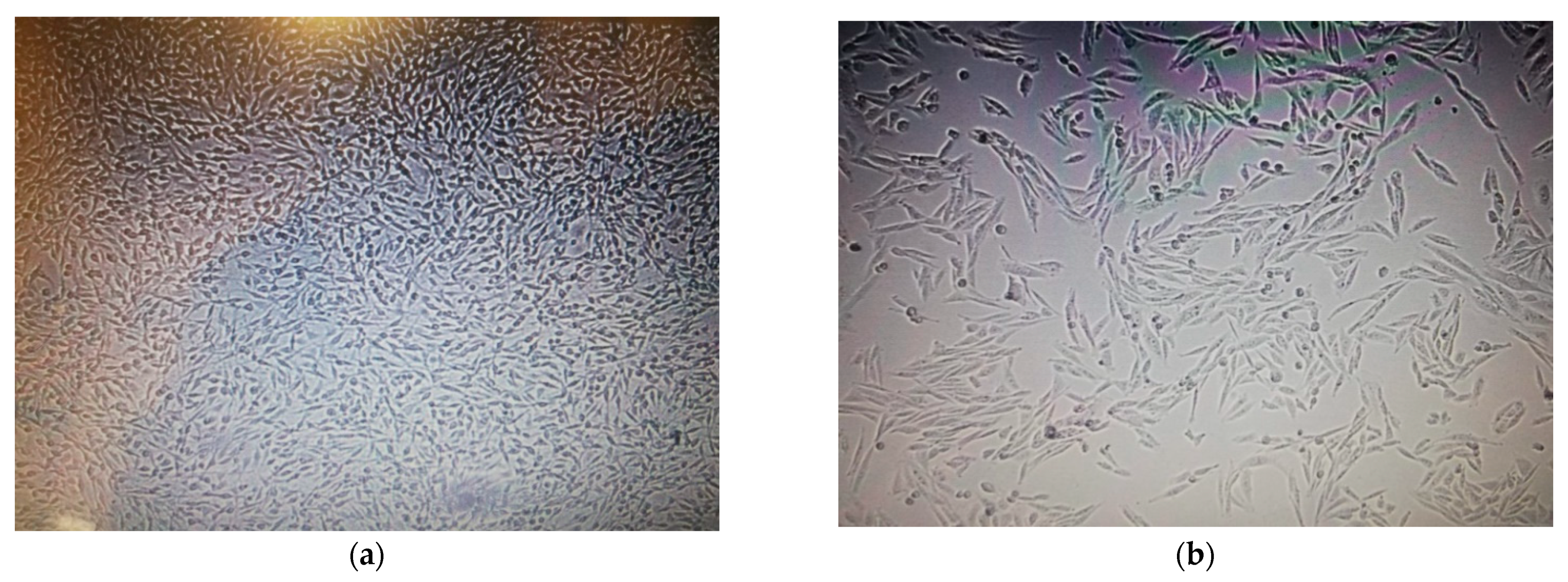 Plants 11 01293 g006 Plants 11 01293 g006