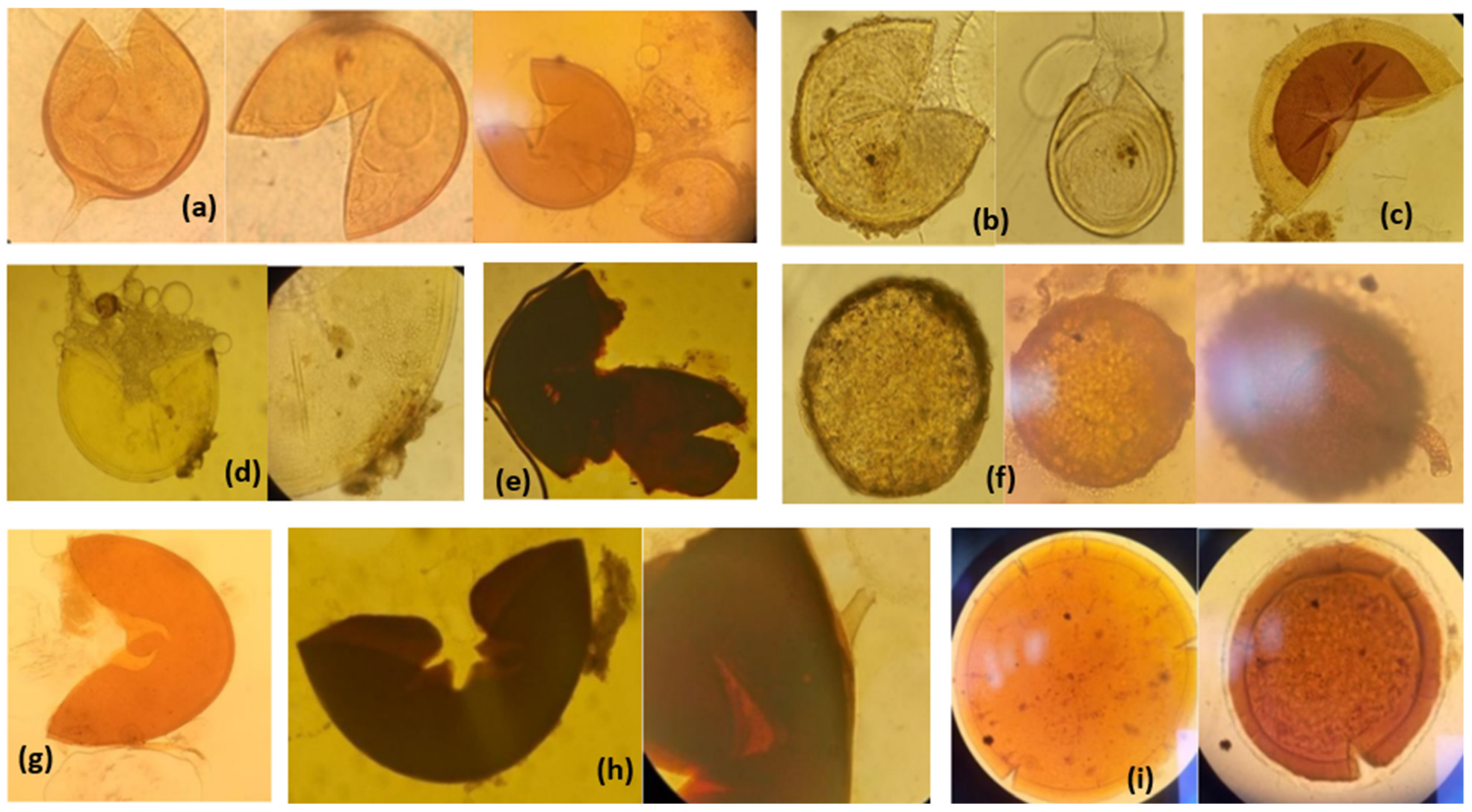 Plants 11 01300 g001 Plants 11 01300 g001