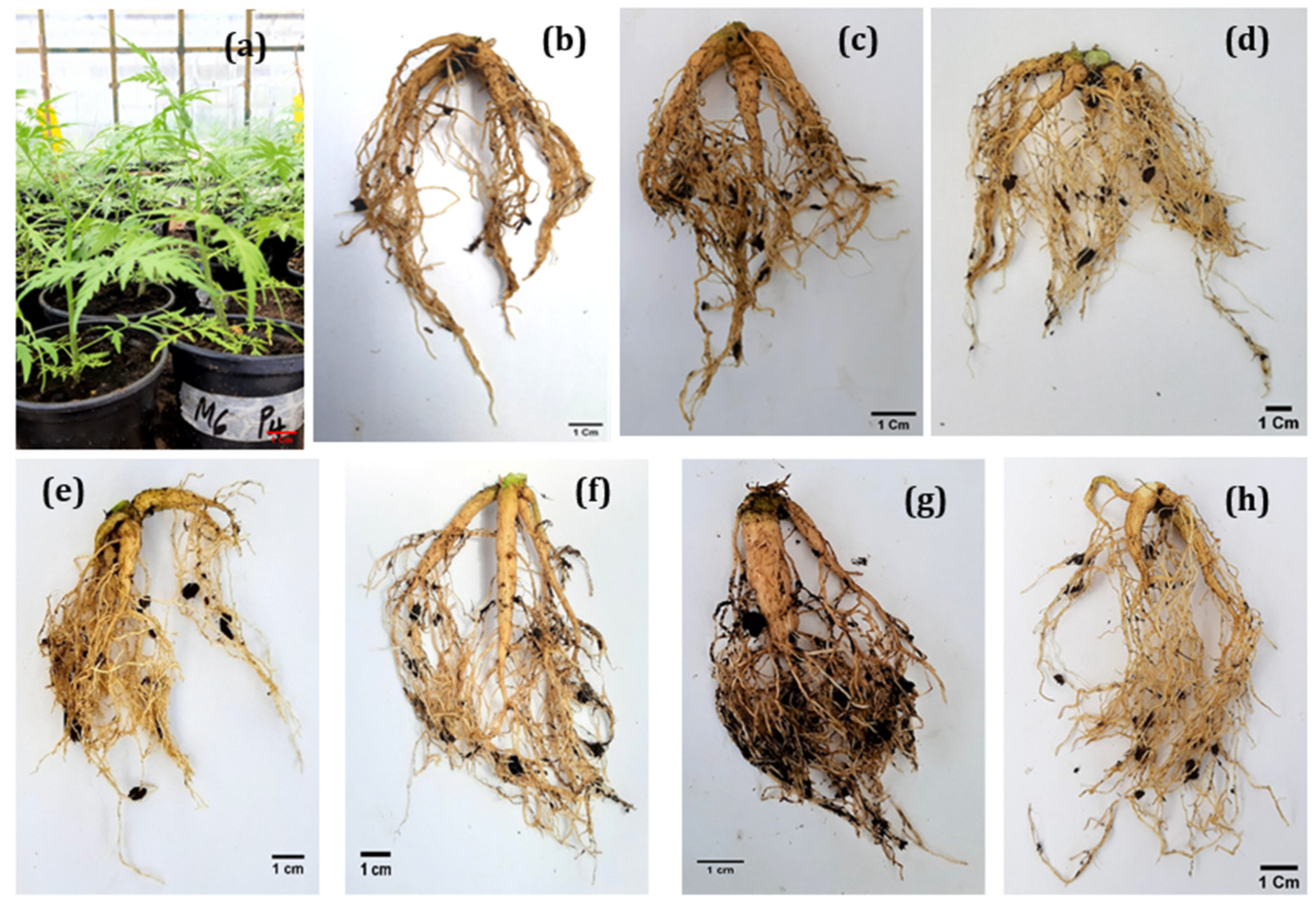 Plants 11 01300 g002 Plants 11 01300 g002