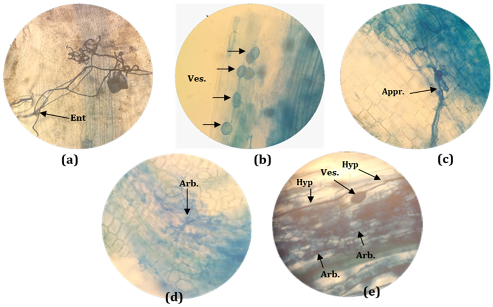 Plants 11 01300 g003 Plants 11 01300 g003