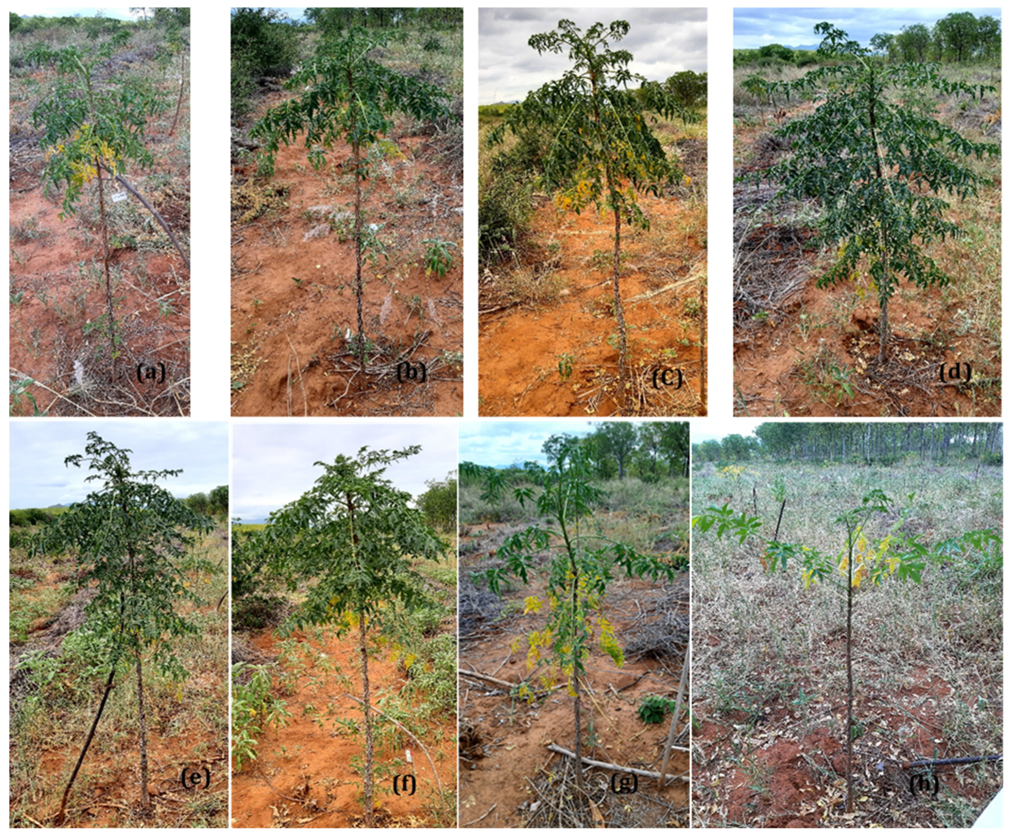 Plants 11 01300 g010 Plants 11 01300 g010