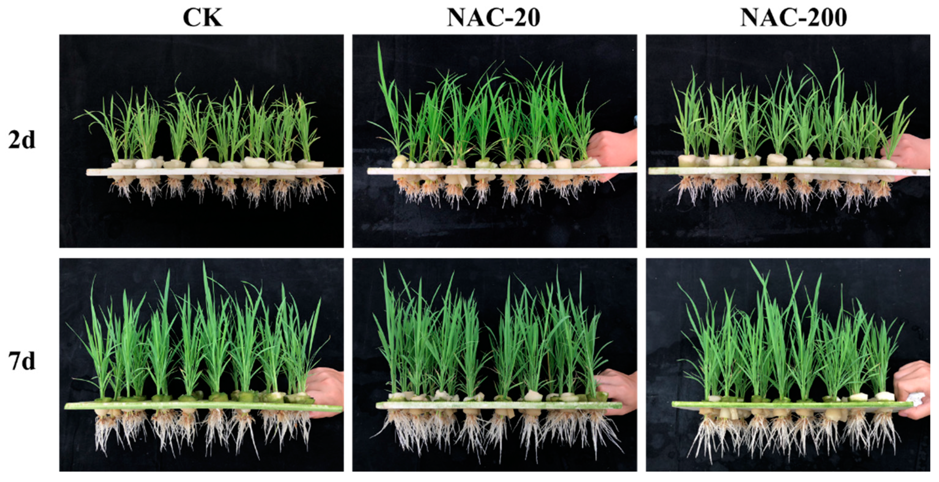 Plants 11 01311 g001