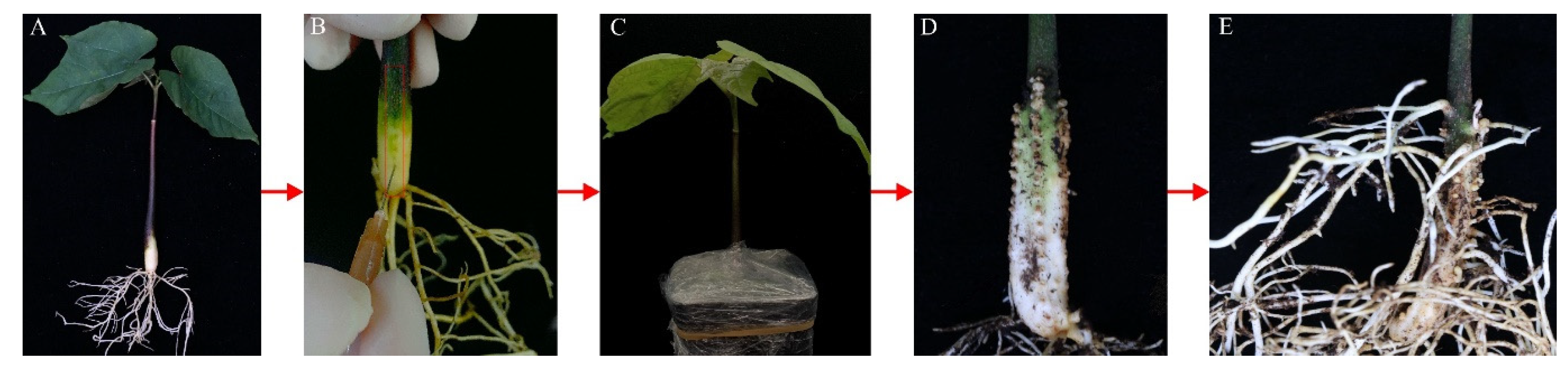 Plants 11 01315 g001