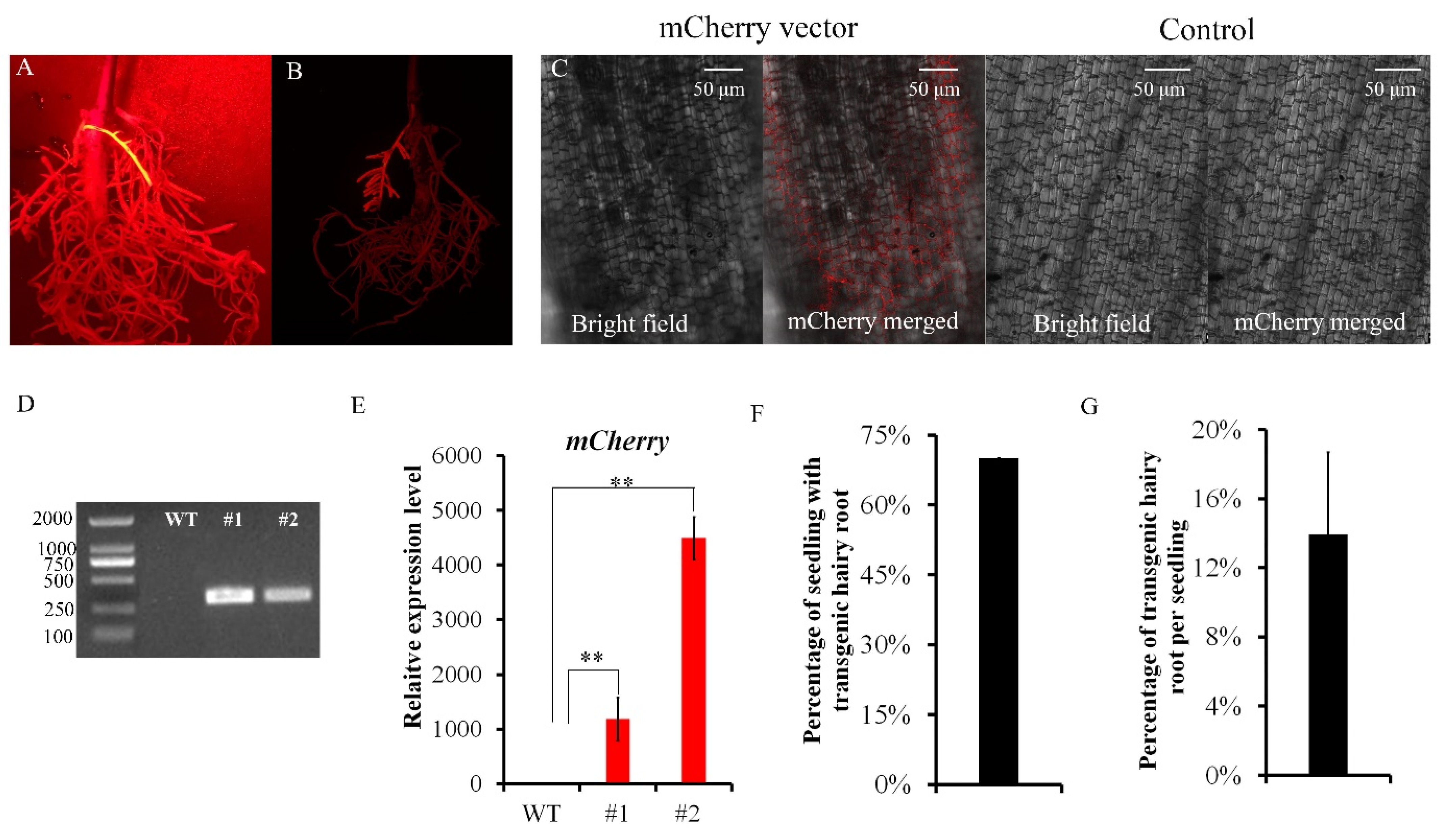 Plants 11 01315 g004