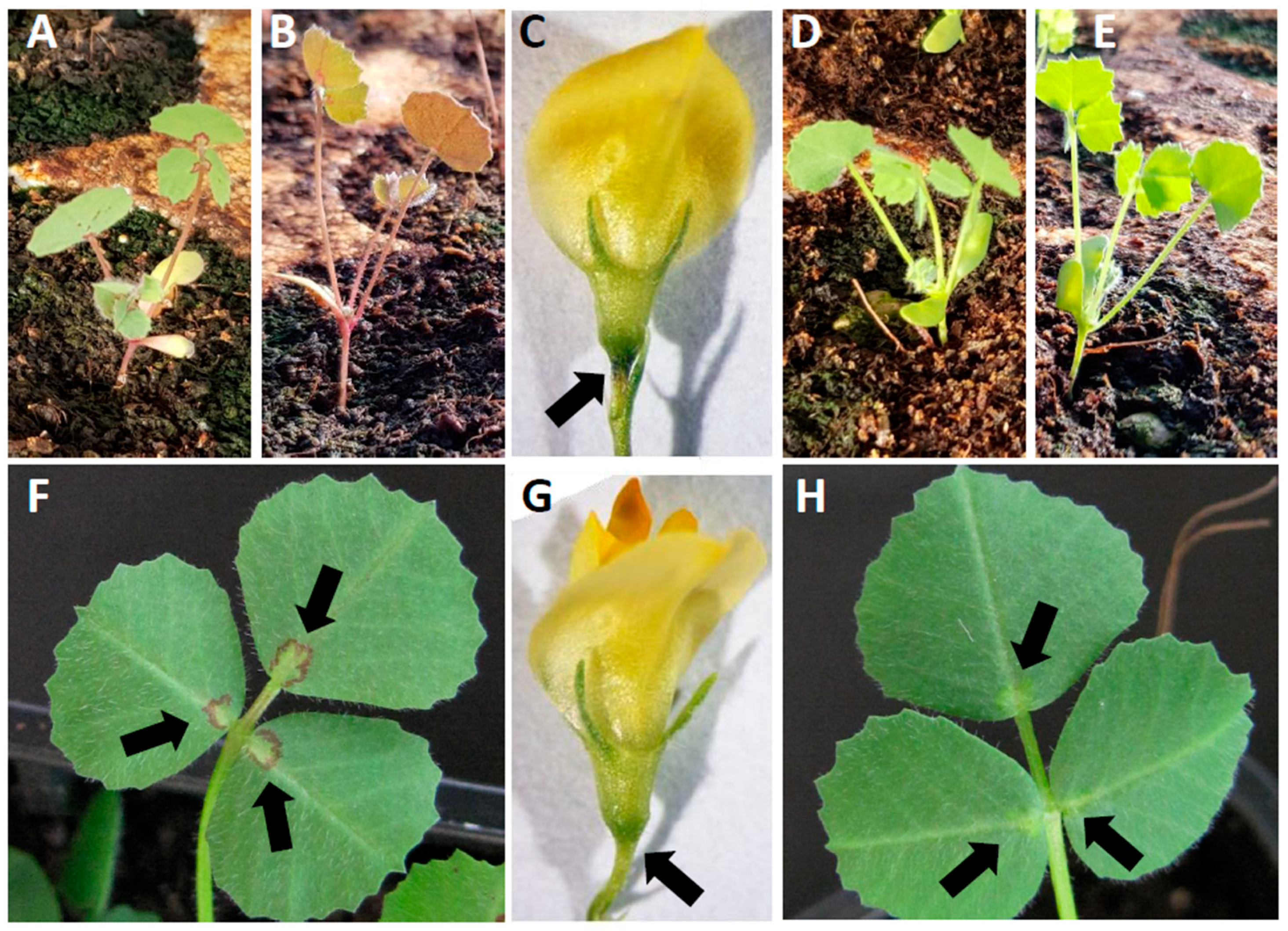 Plants | Free Full-Text | Functional Characterization of MtrGSTF7 