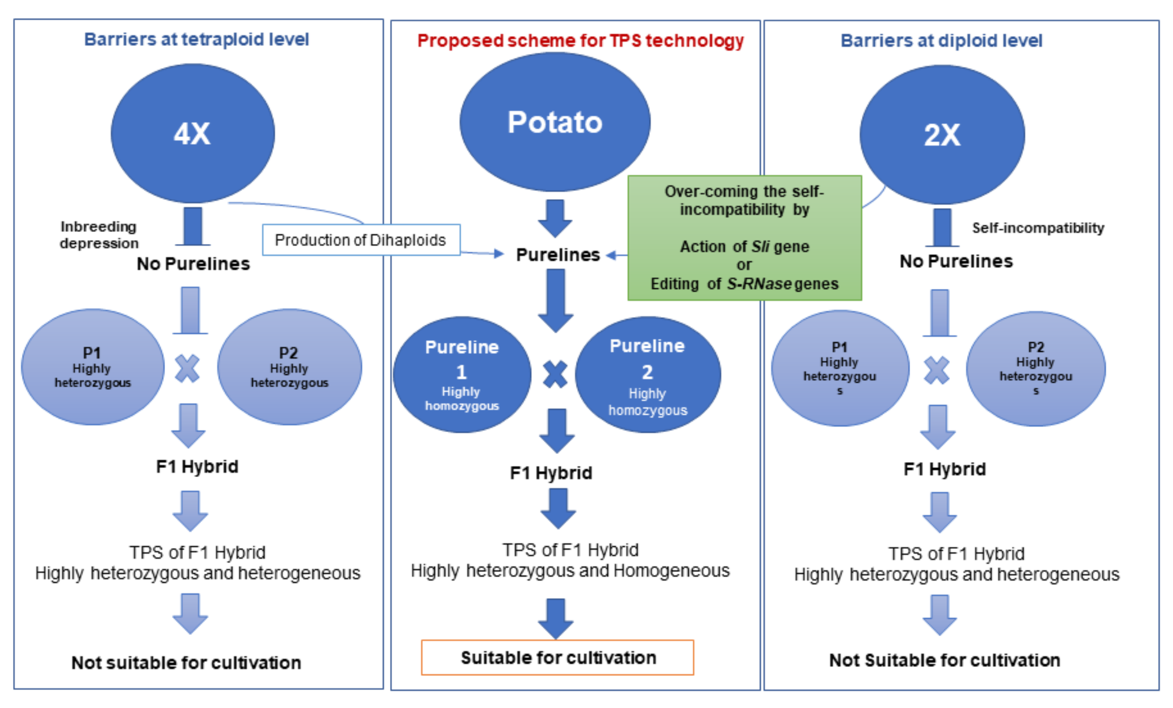 Plants Free FullText Molecular Approaches to Self