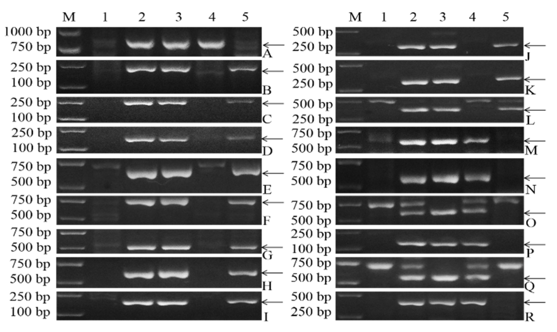 Molecular Cytogenetic Identification of the Wheat–Dasypyrum
