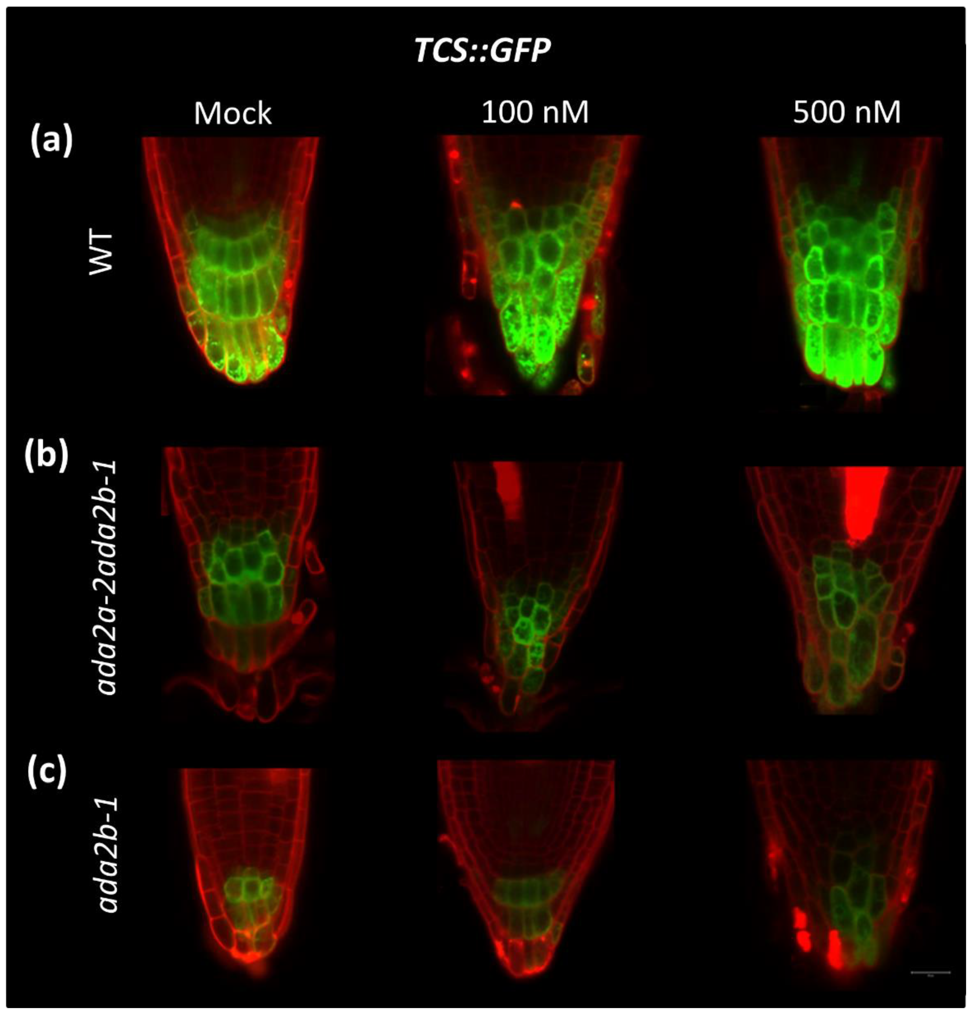 Plants 11 01335 g006
