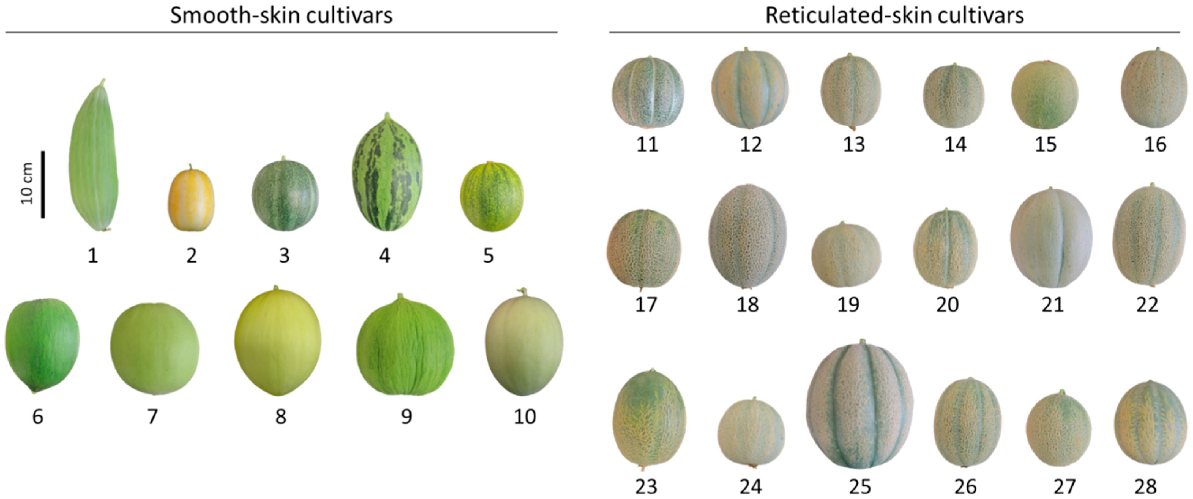 Plants Free FullText A Collection of Melon (Cucumis melo) Fruit