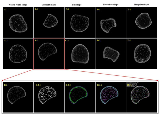 High-Throughput Phenotyping Accelerates the Dissection of
