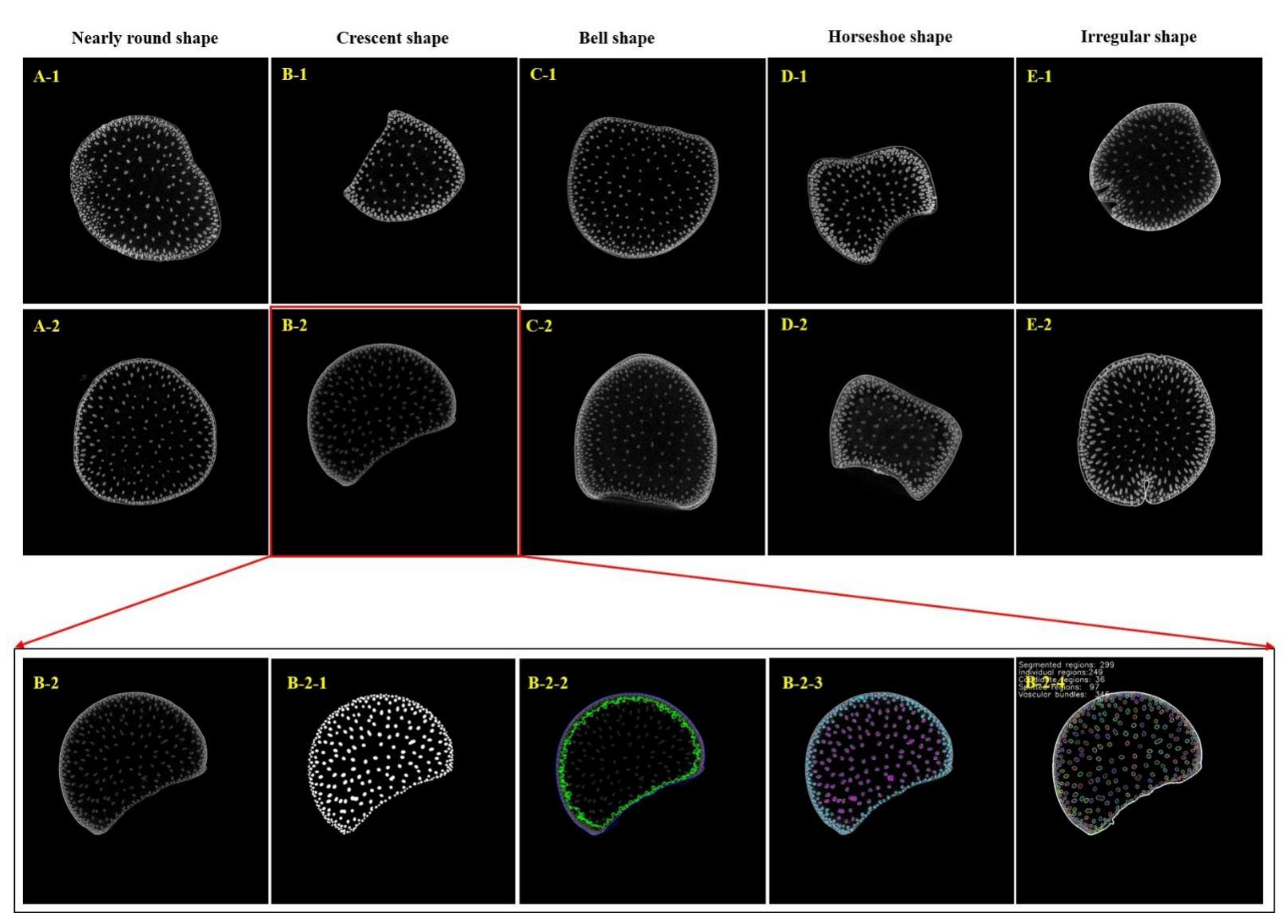 High-Throughput Phenotyping Accelerates the Dissection of