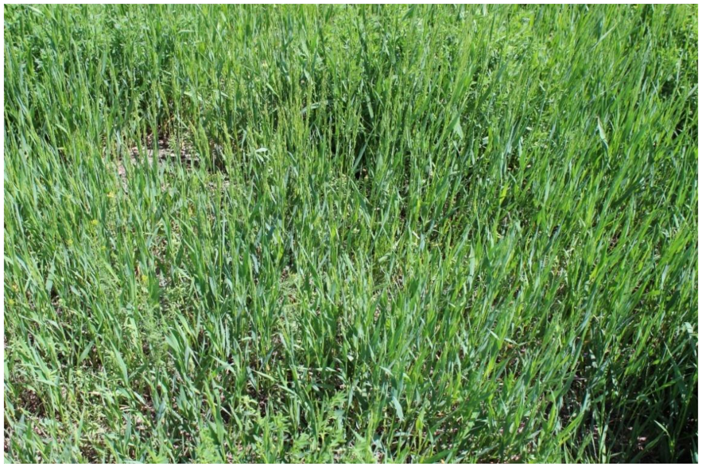 Plants 11 01340 g002 Plants 11 01340 g002