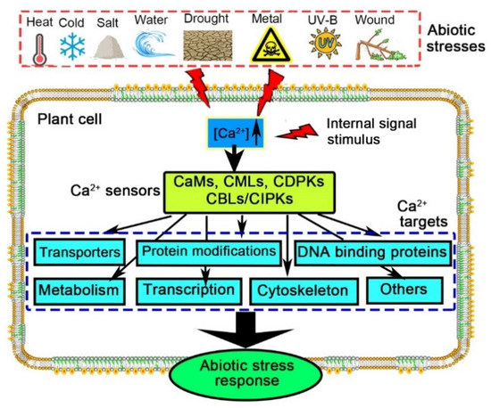 Crosstalk between Ca2+ and Other Regulators Assists Plants