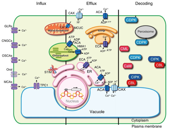 Crosstalk between Ca2+ and Other Regulators Assists Plants