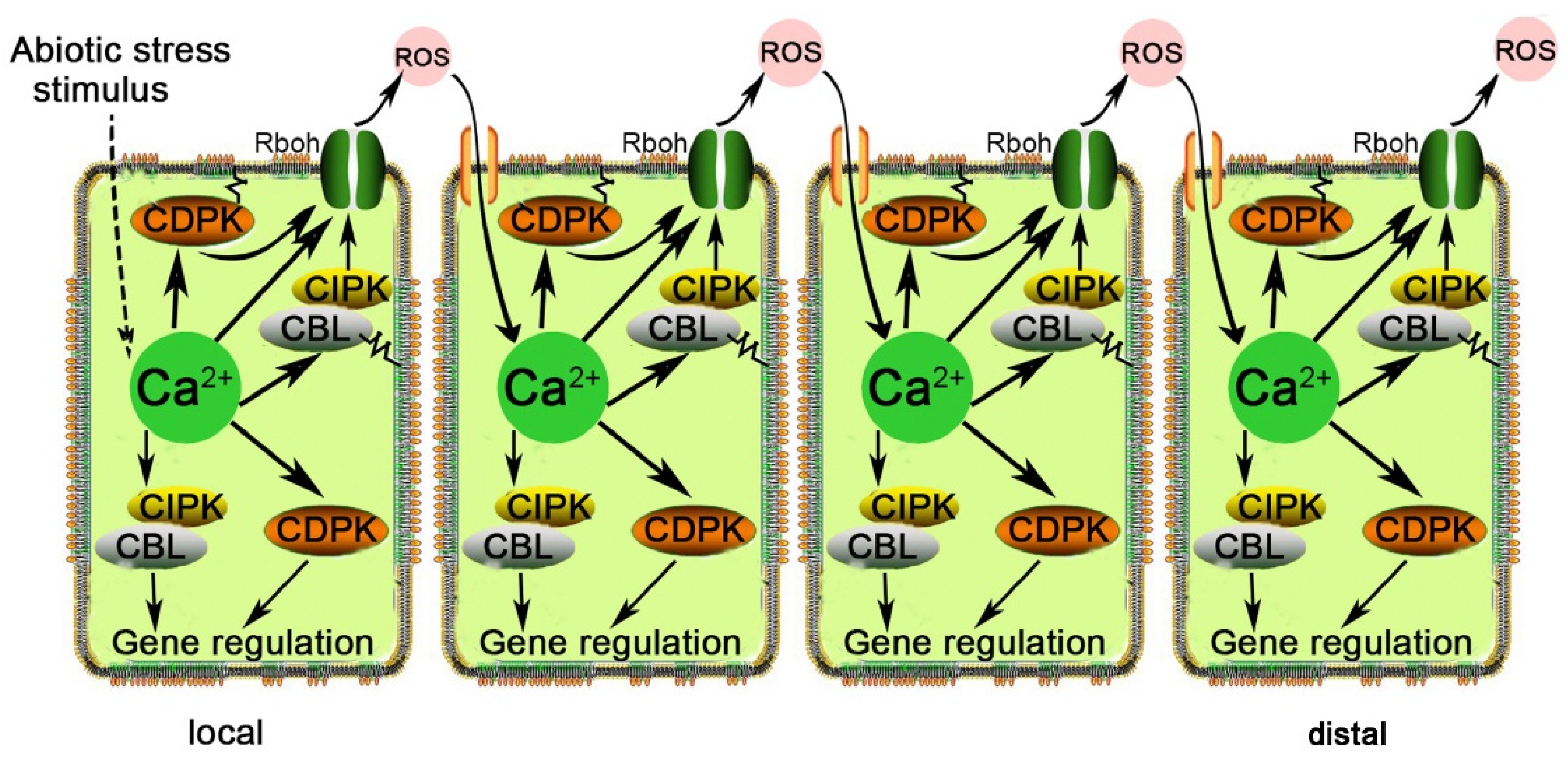 Crosstalk between Ca2+ and Other Regulators Assists Plants