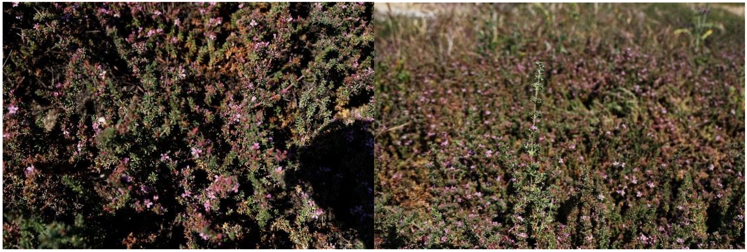 Plants 11 01353 g001