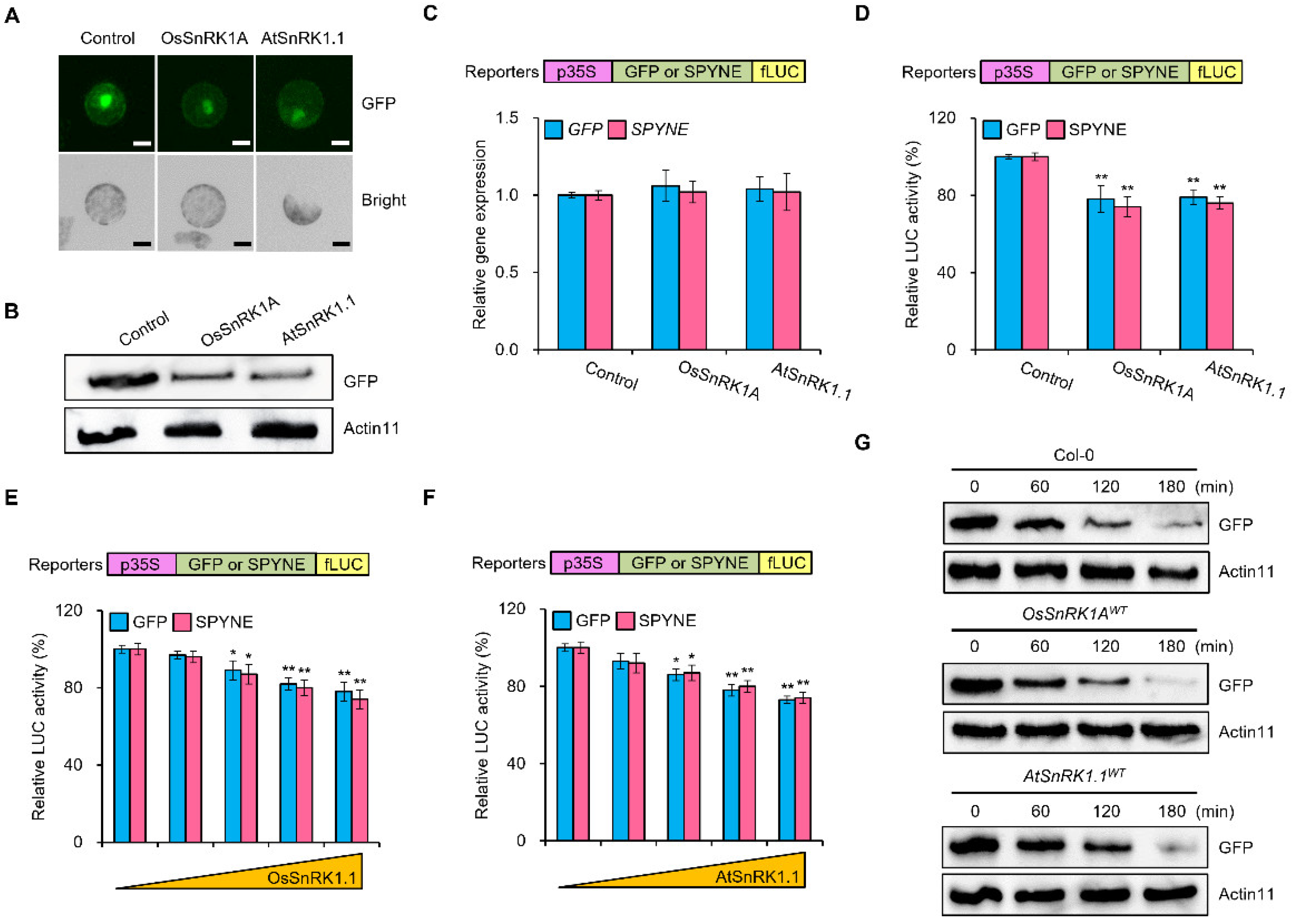 Plants 11 01359 g001