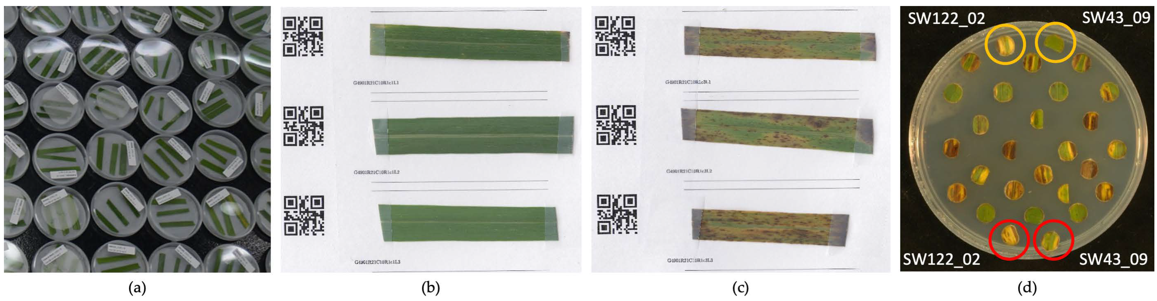 Plants 11 01362 g006