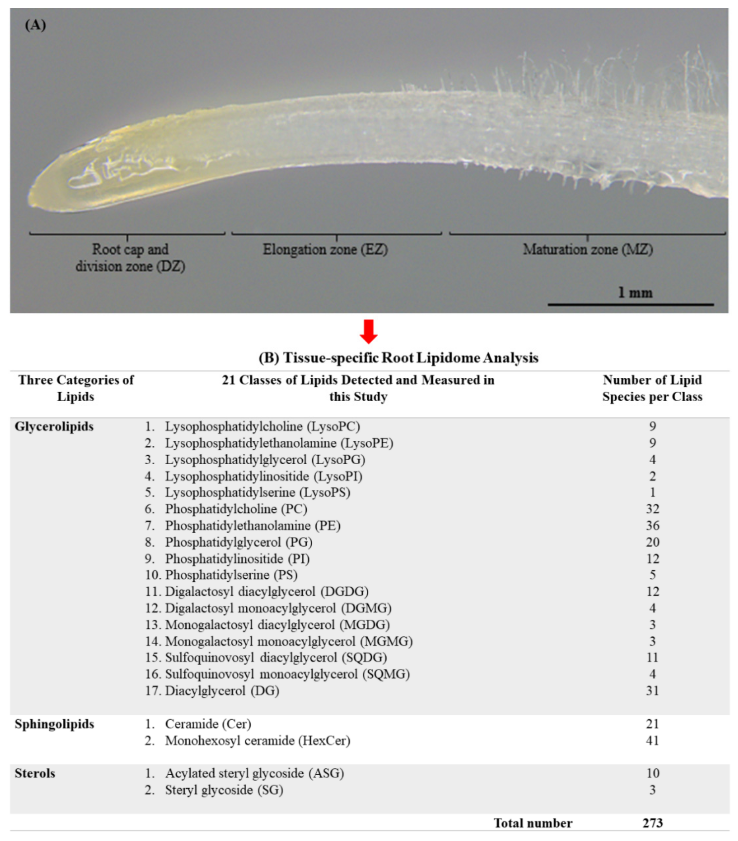 Plants 11 01364 g001 Plants 11 01364 g001