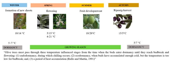 Free Varietal Cold Stress, Freezing A of | | Adaptation, europaea Susceptibility Full-Text Olea L.: Plants Review