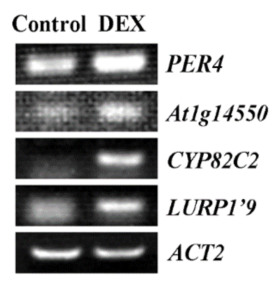 Plants 11 01369 g007