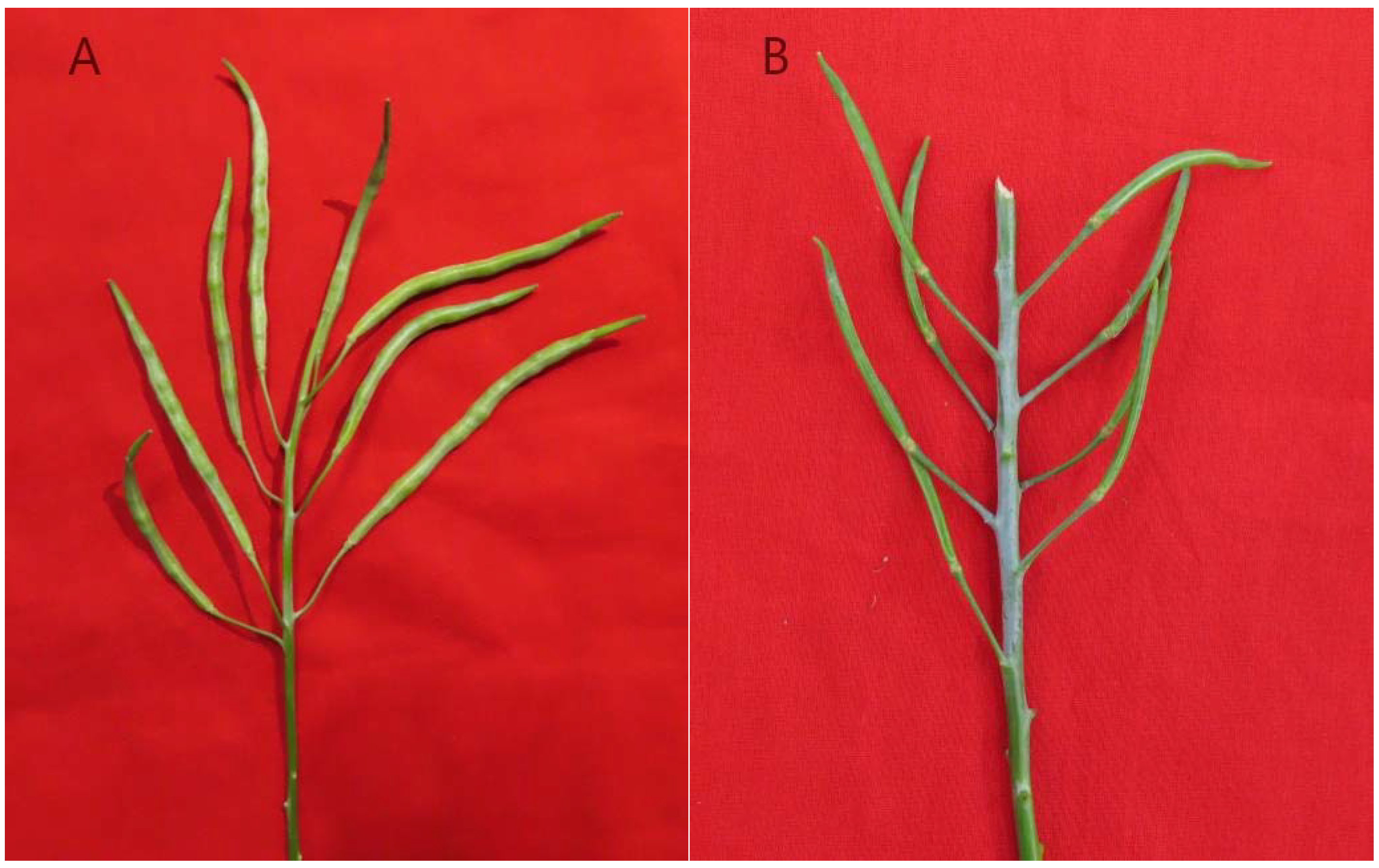 Plants 11 01372 g001