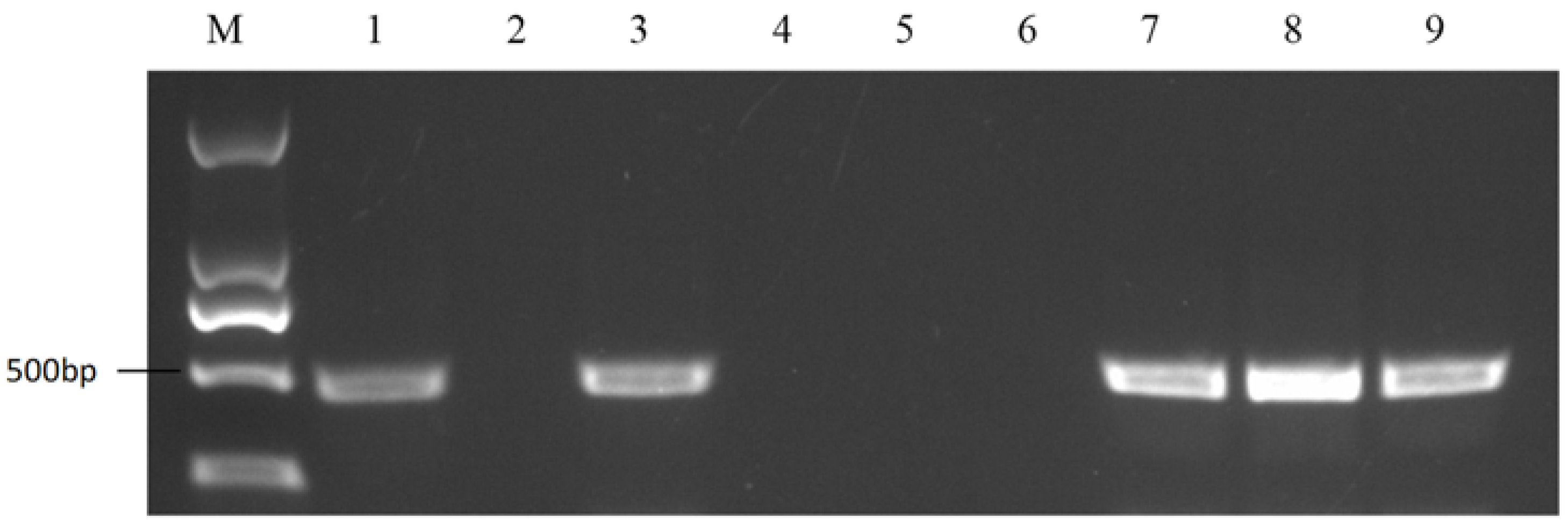 Plants 11 01372 g004