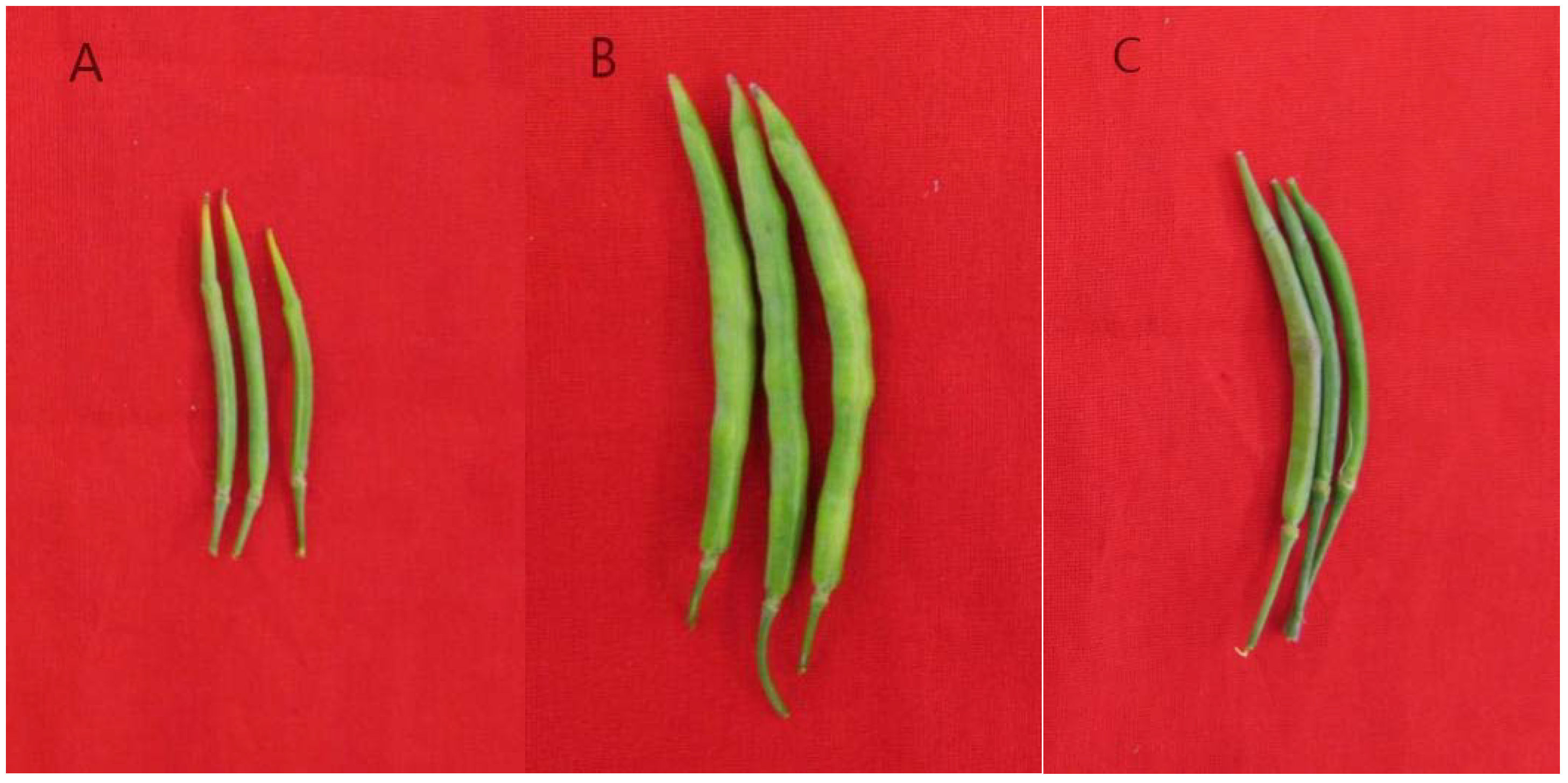 Plants 11 01372 g006