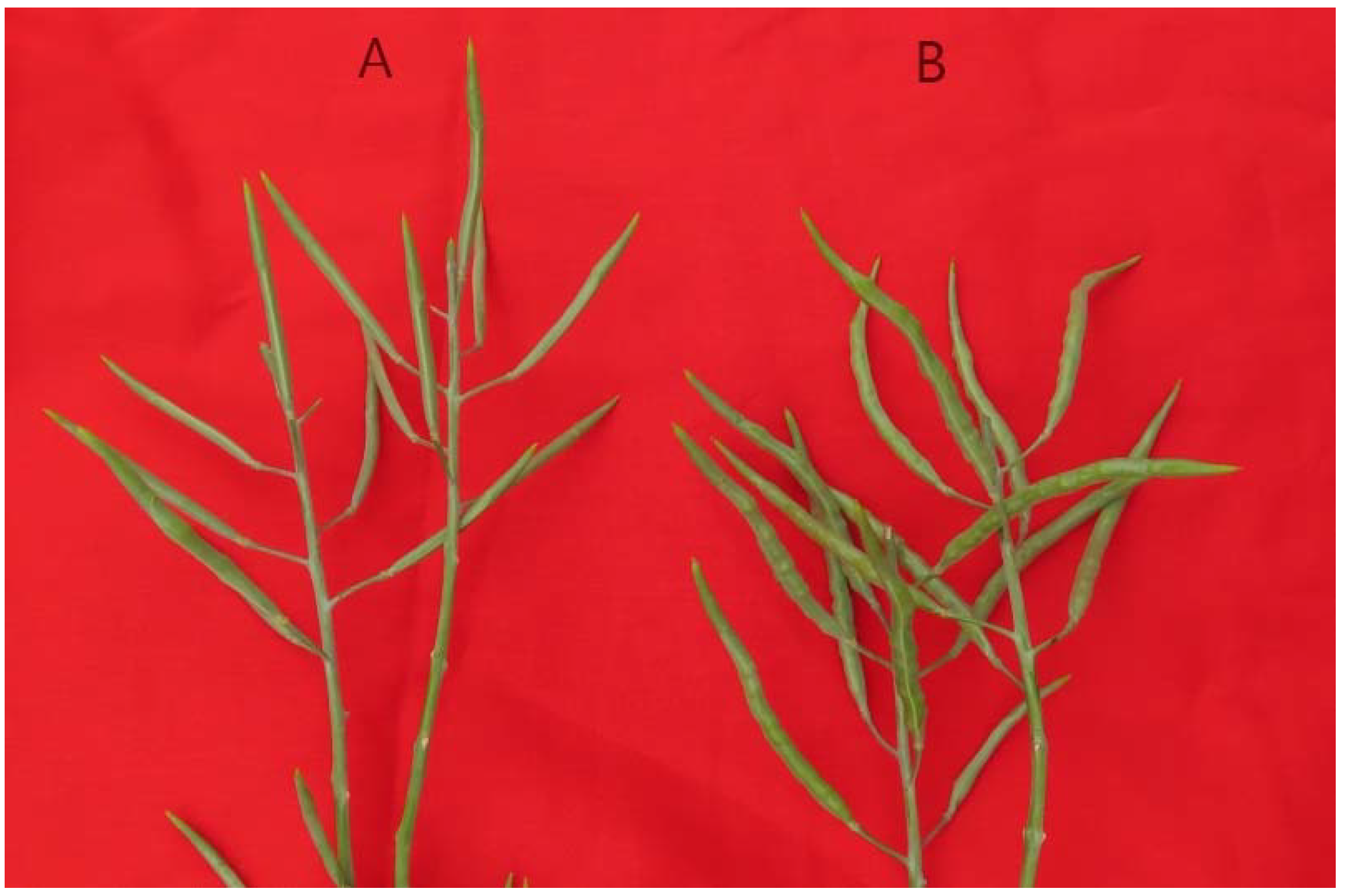 Plants 11 01372 g007