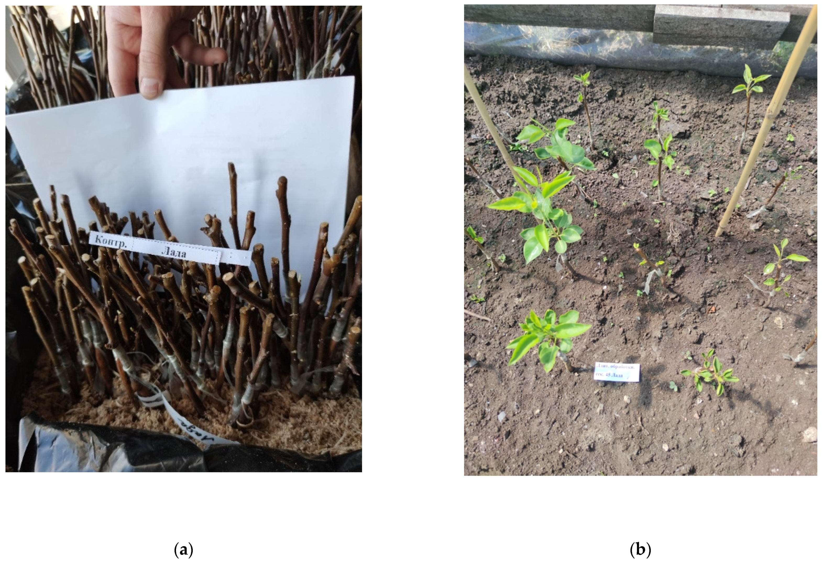 Plants 11 01373 g011