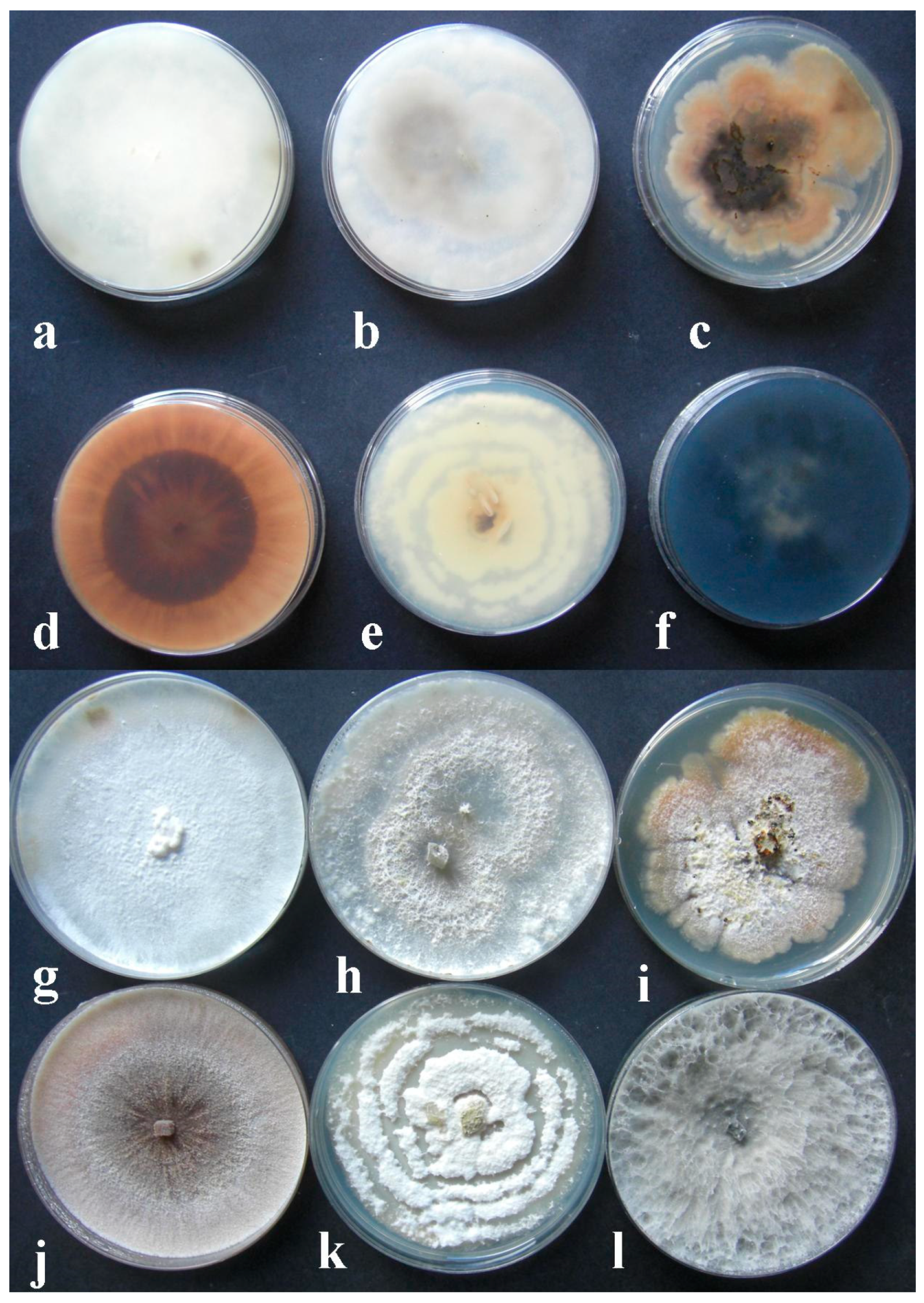 Plants 11 01374 g001 Plants 11 01374 g001