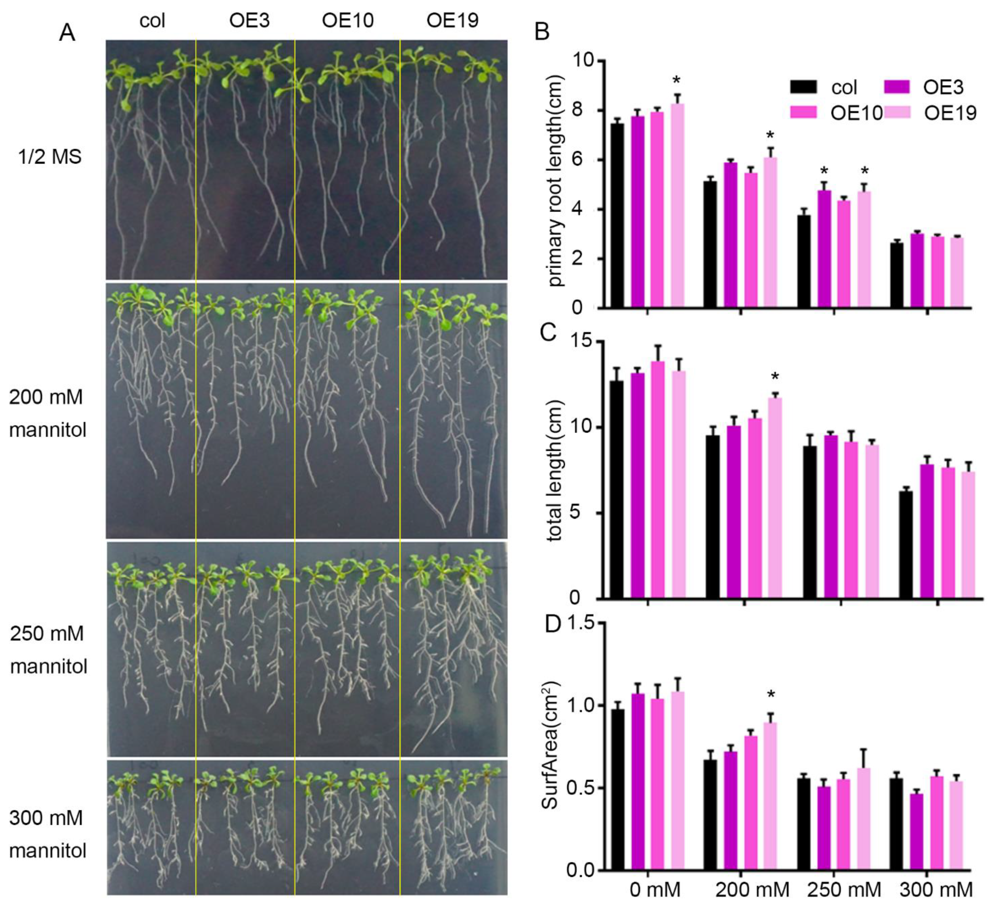 Plants 11 01382 g004 Plants 11 01382 g004