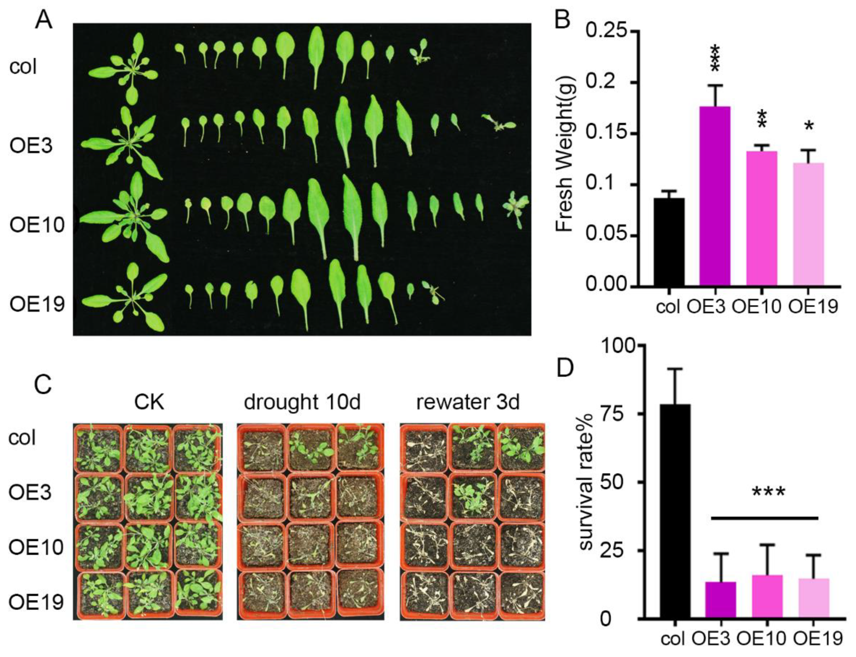 Plants 11 01382 g005 Plants 11 01382 g005