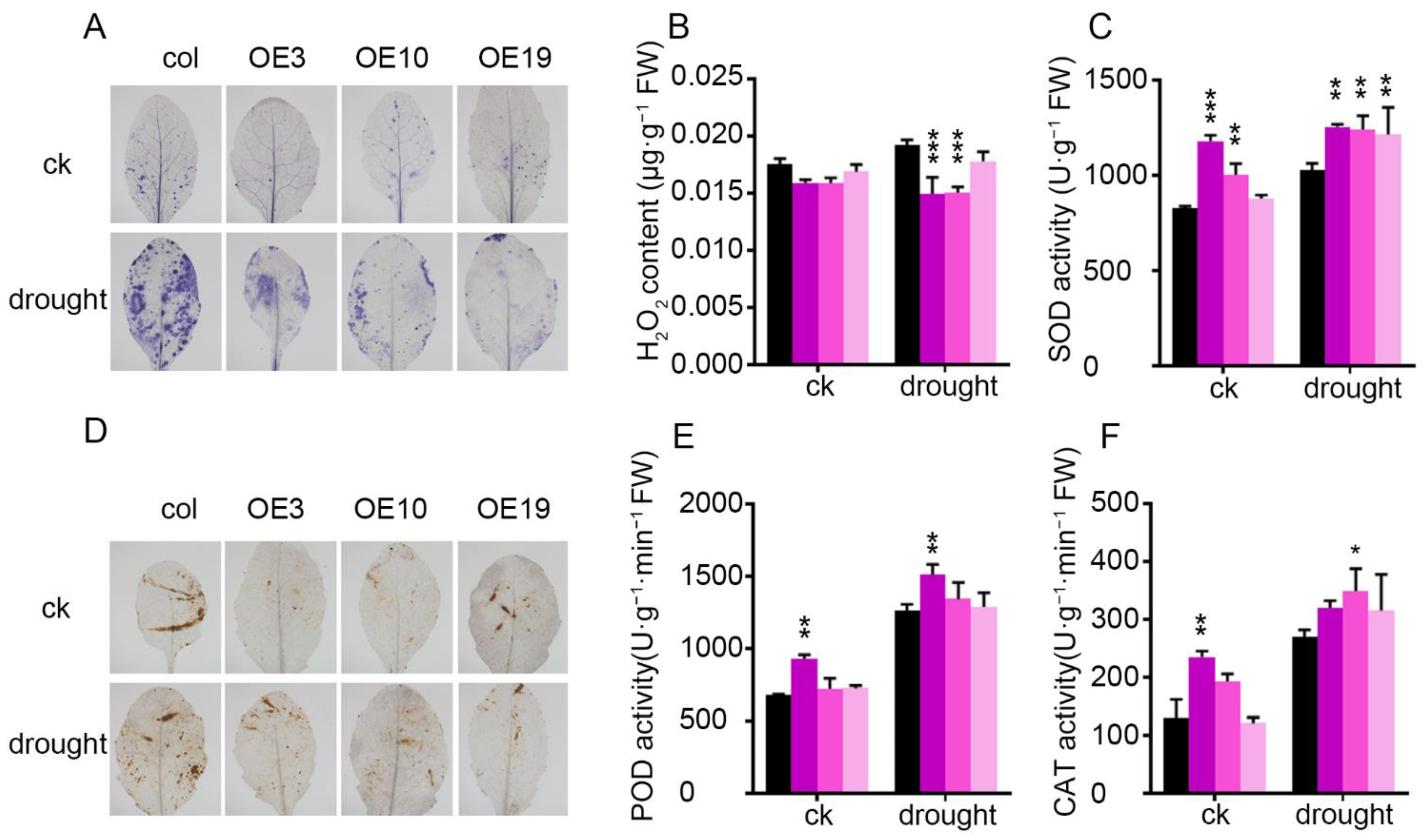 Plants 11 01382 g007 Plants 11 01382 g007