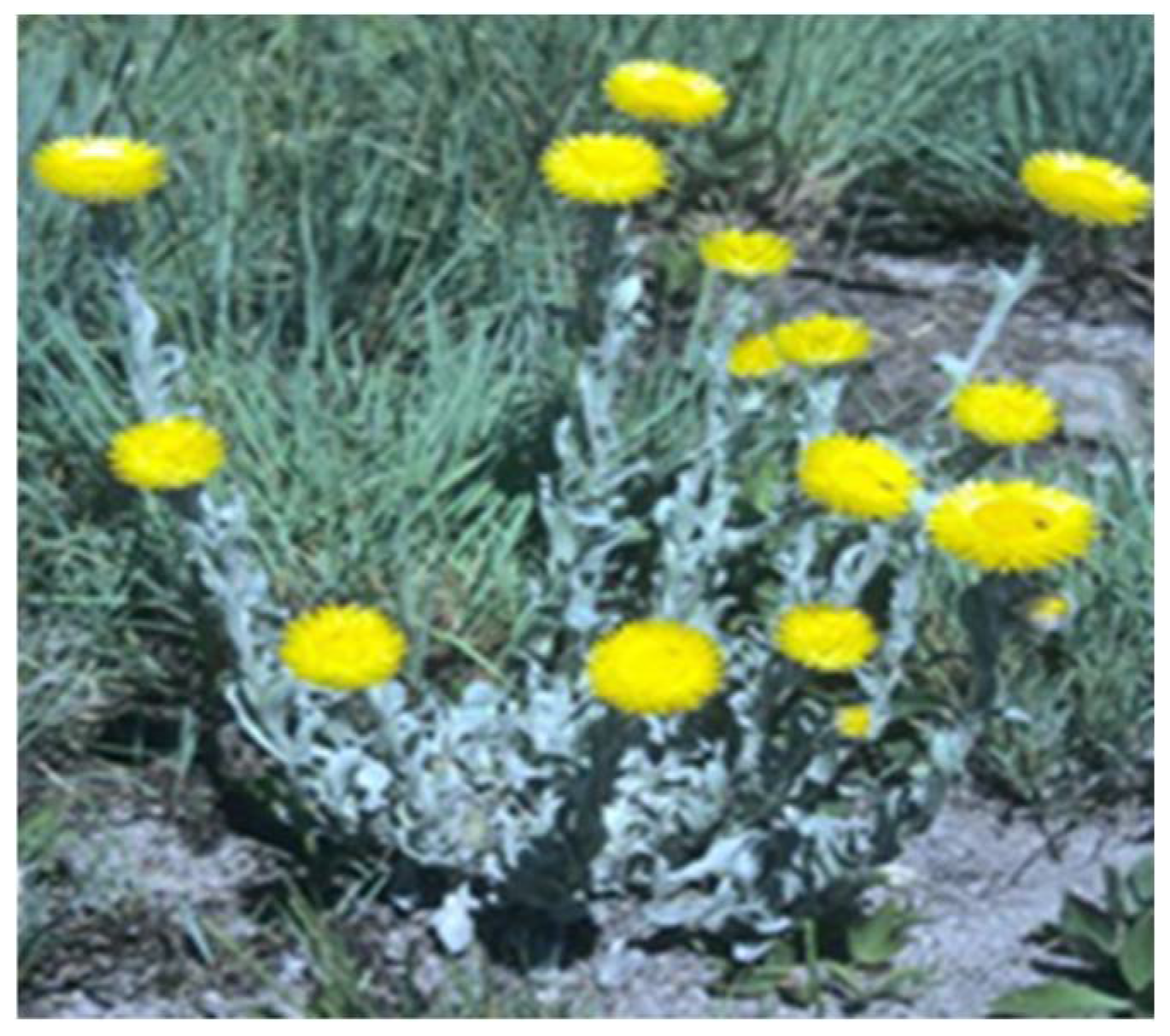 Plants 11 01386 g004