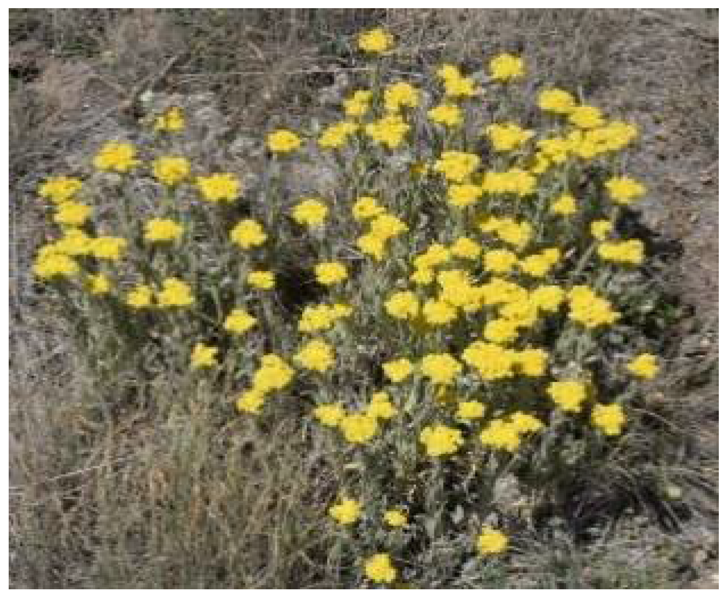 Plants 11 01386 g006