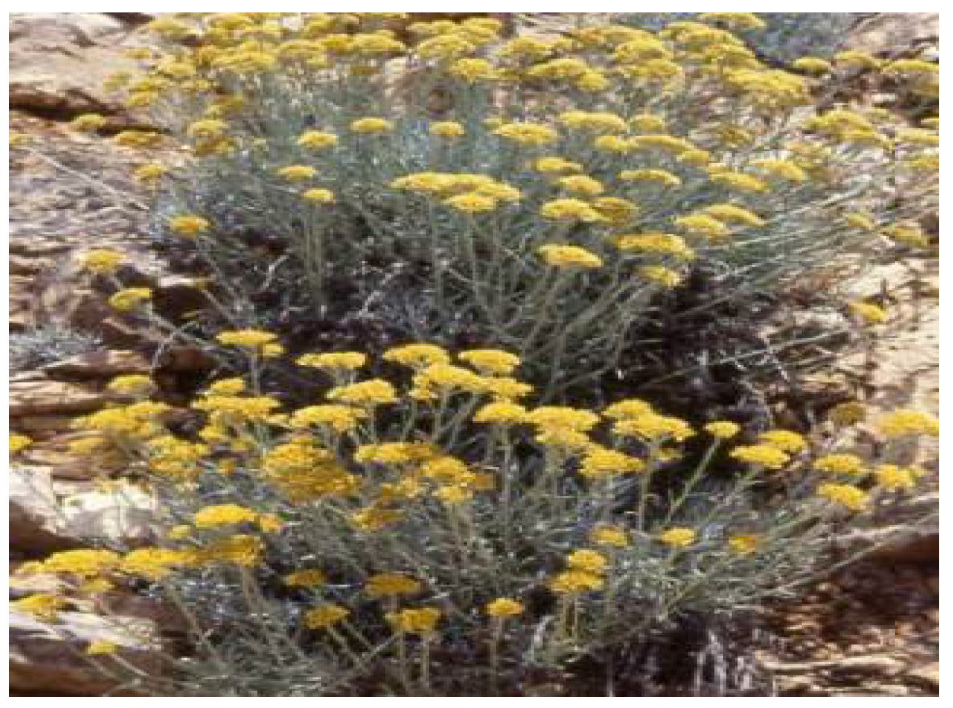 Plants 11 01386 g008