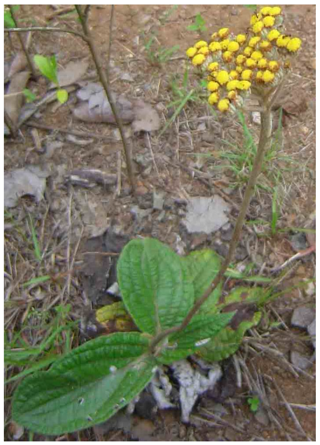 Plants 11 01386 g009