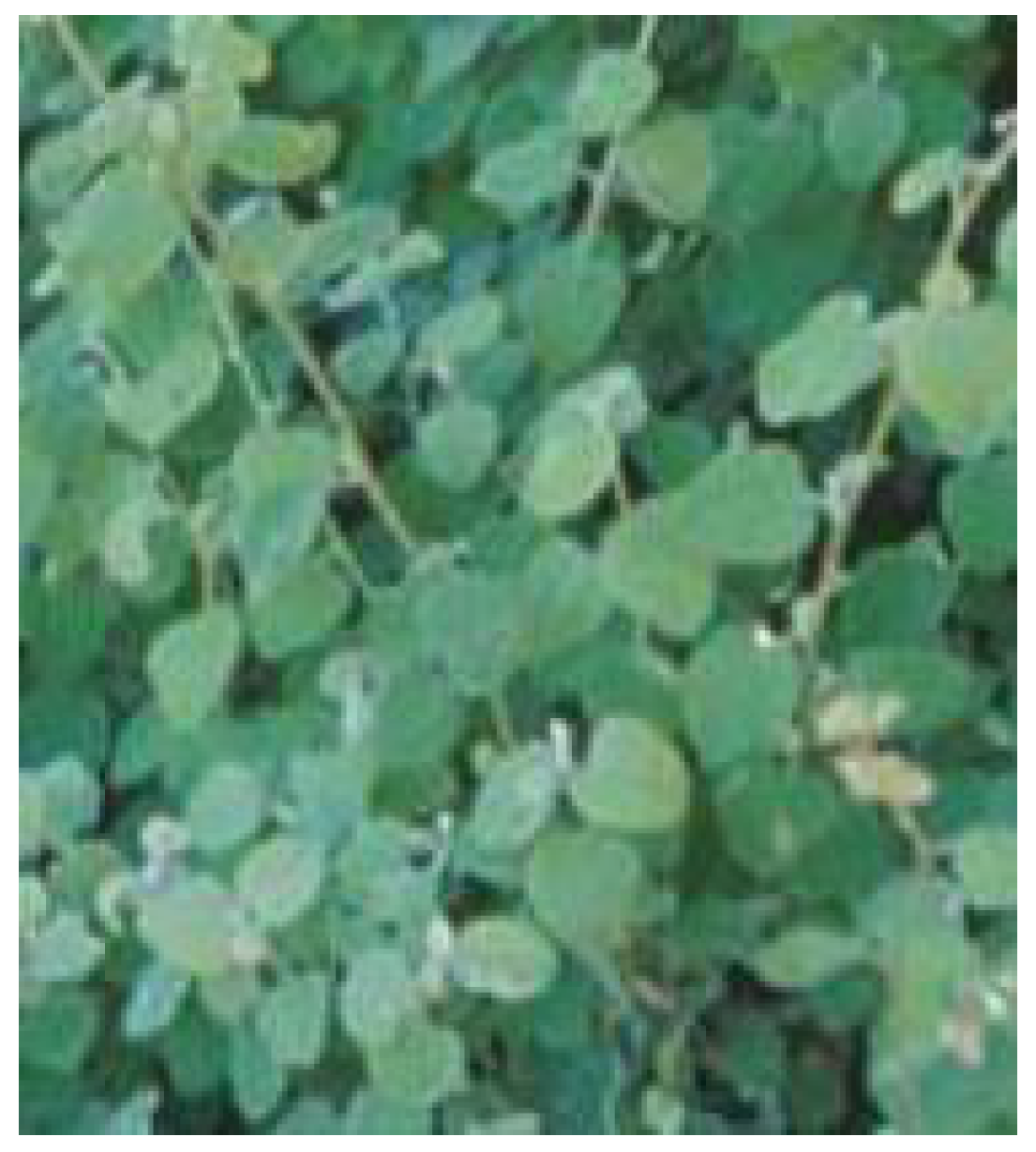 Plants 11 01386 g012