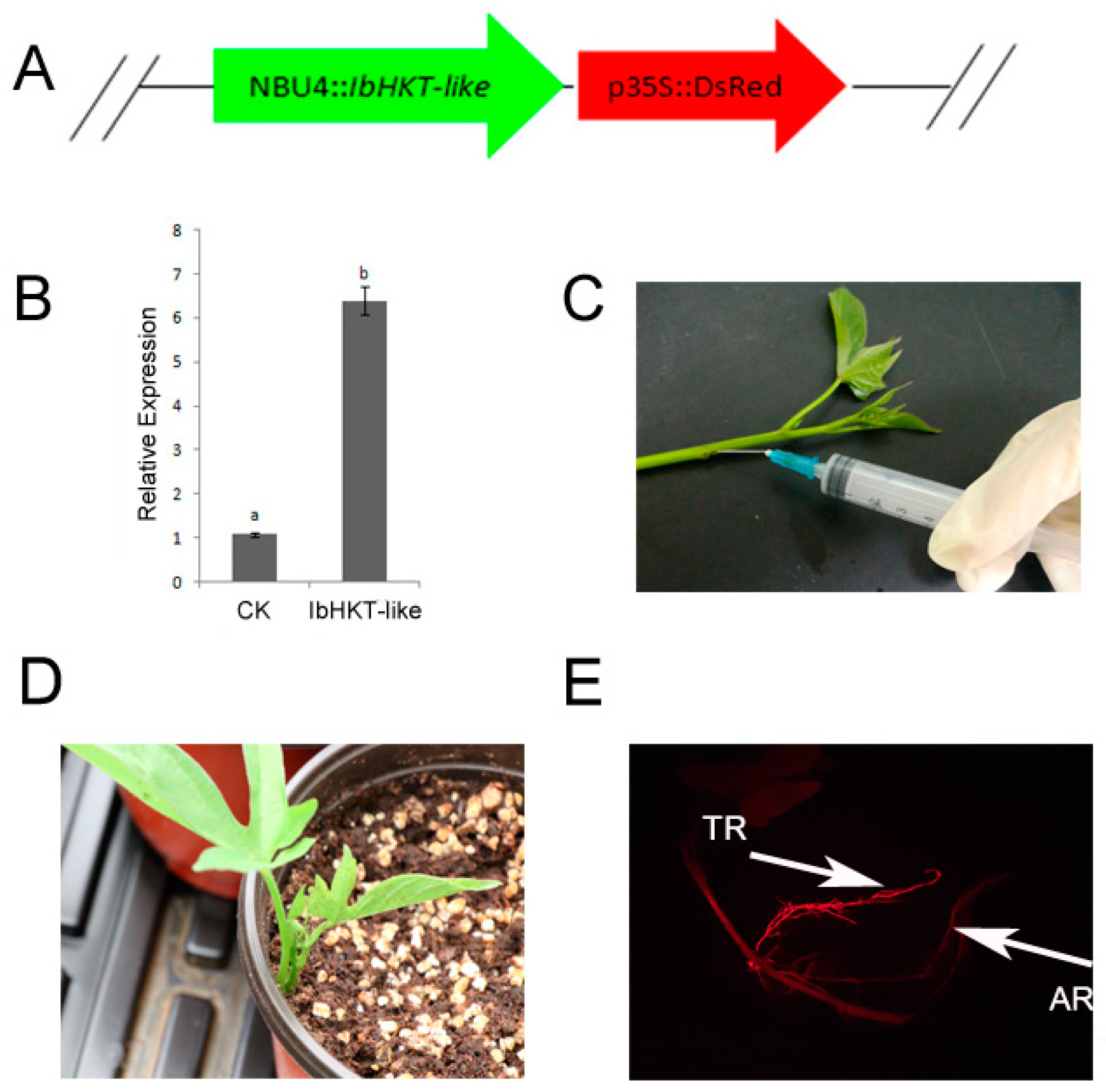 Plants 11 01389 g002