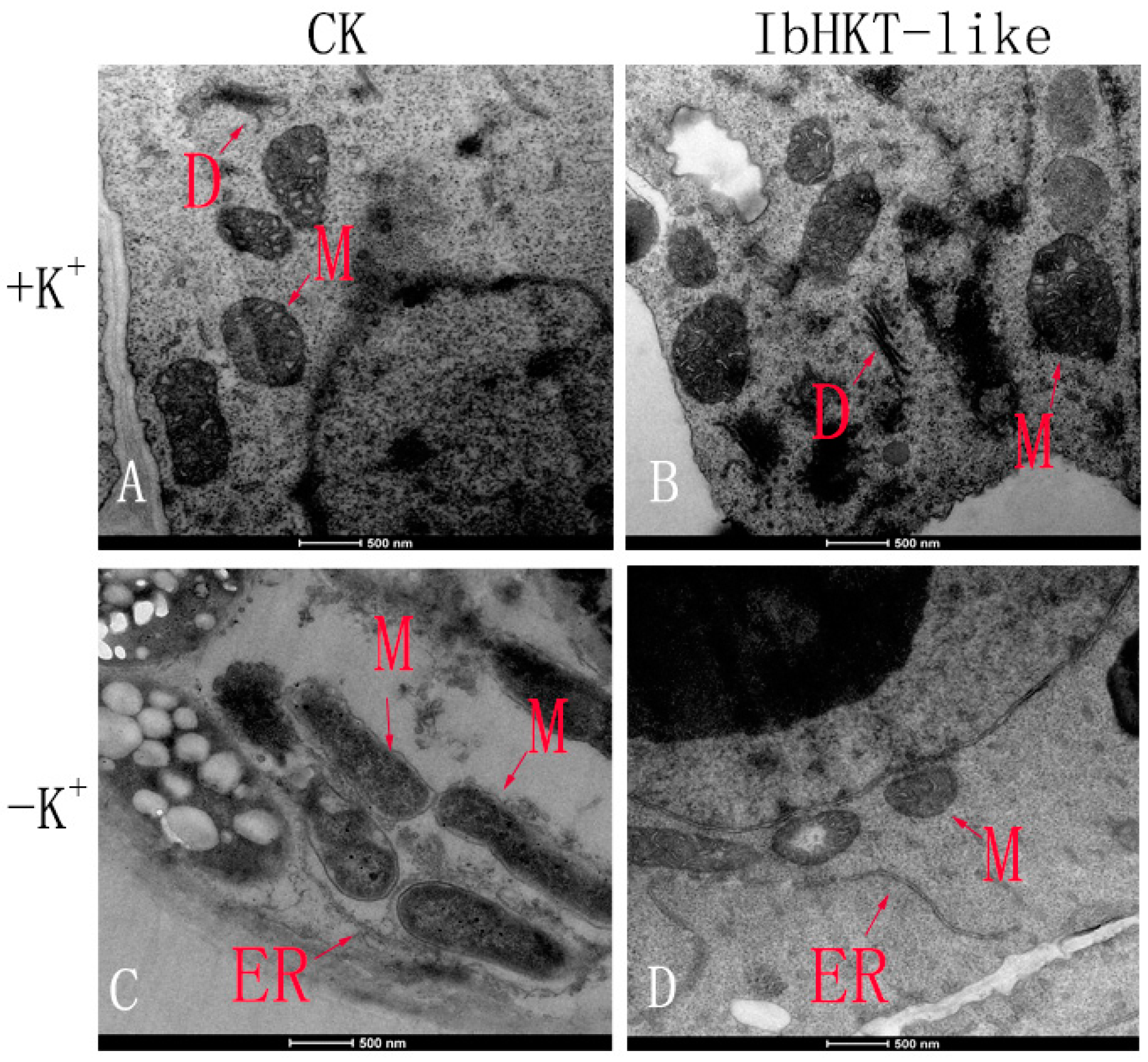 Plants 11 01389 g003