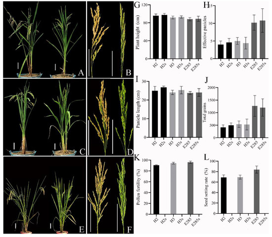 Thermo-Sensitive Genic Male Sterile Lines of Neo-Tetraploid Rice ...