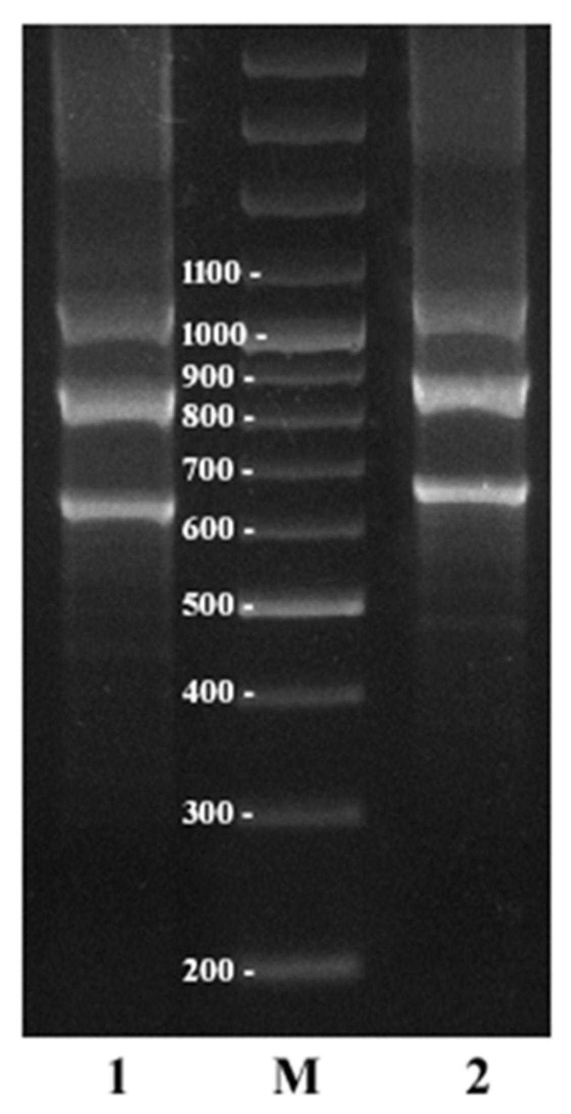 Plants 11 01396 g008